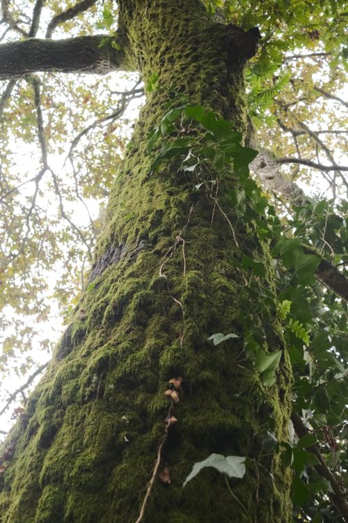 Free Close-up view of a moss-covered tree trunk with ivy in a dense forest in Galicia, Spain. Stock Photo