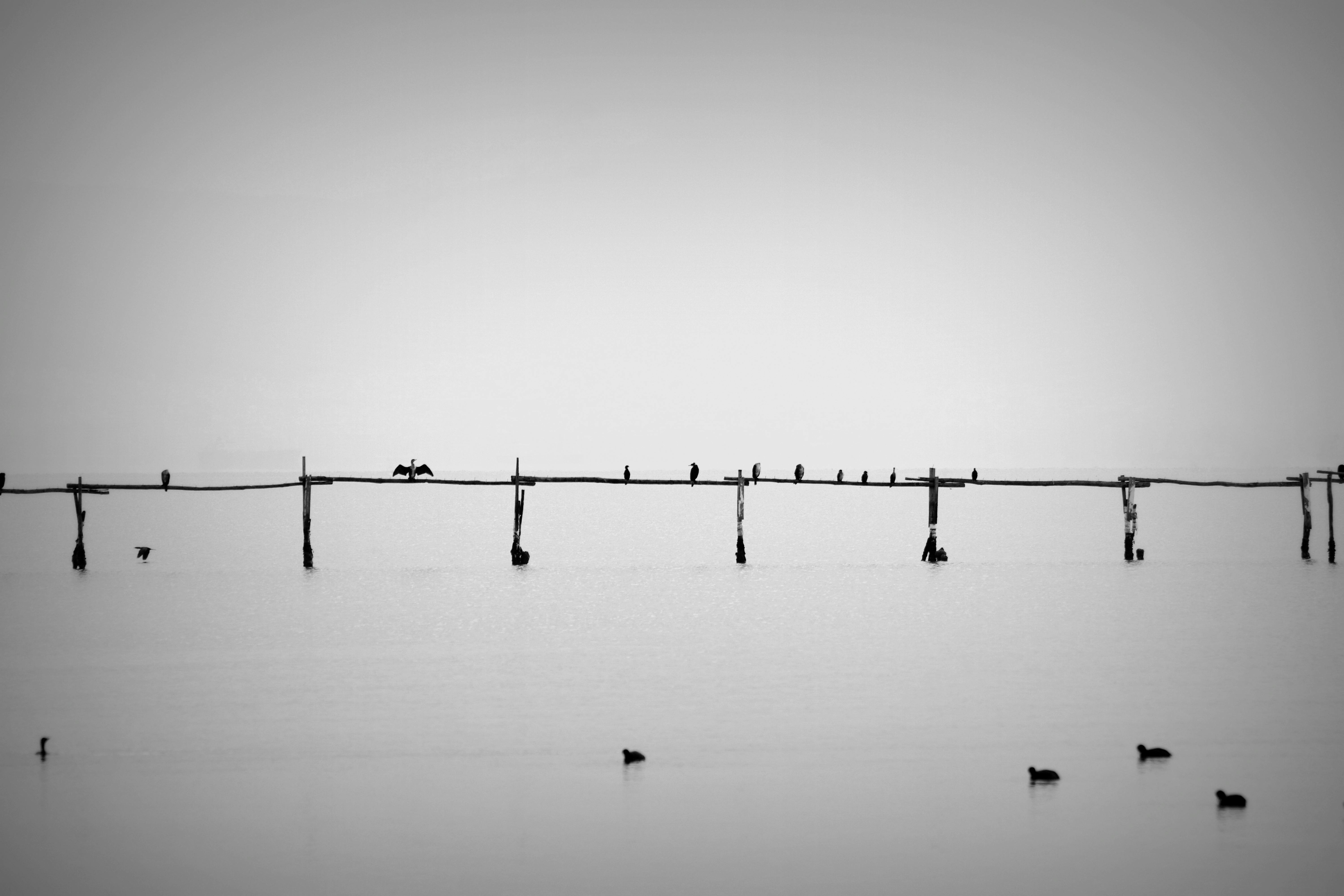 grátis Uma serena fotografia em preto e branco de uma margem de lago com pássaros empoleirados em uma estrutura de madeira. Foto profissional