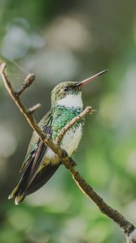 bird photo