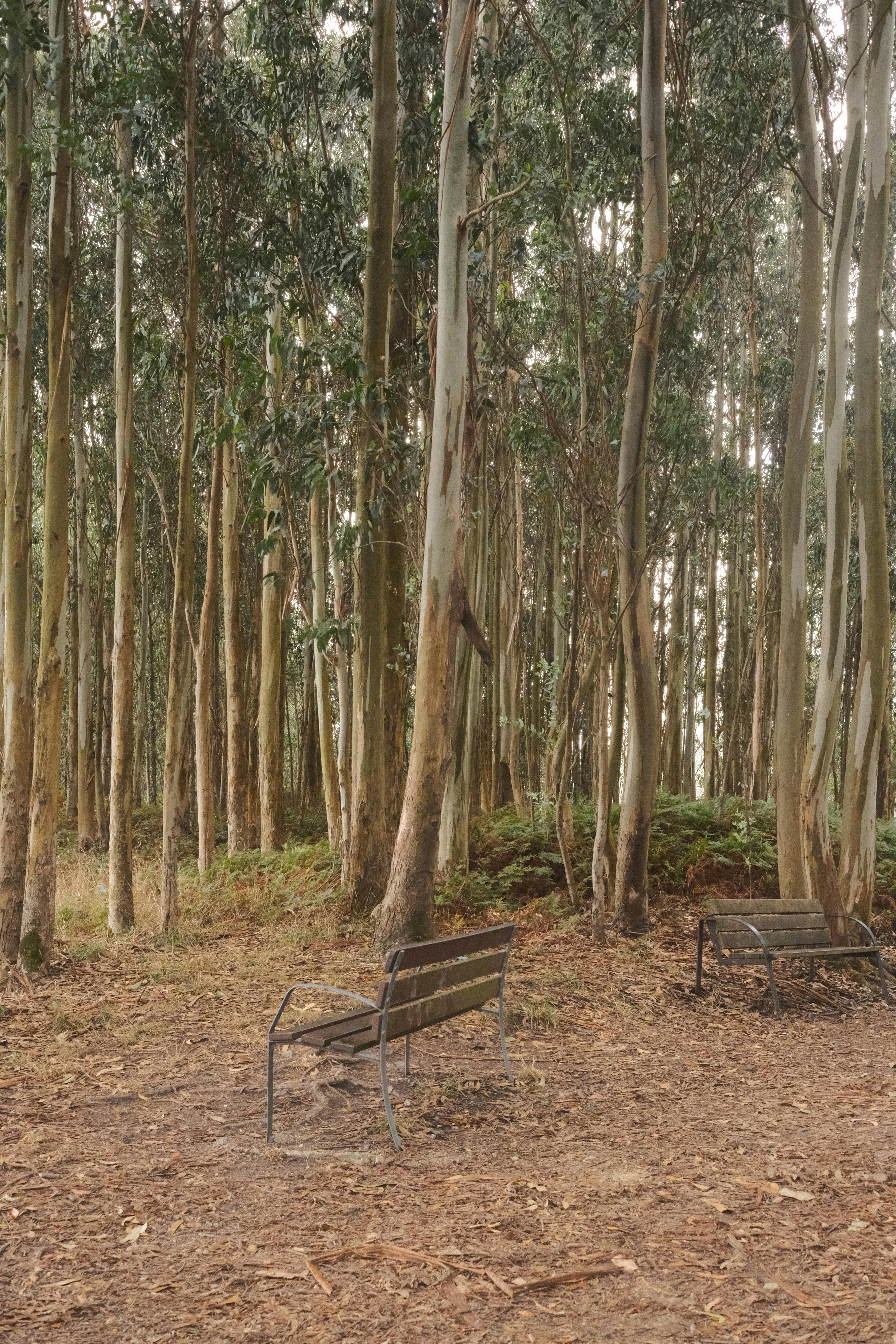 Kostenlos Ruhiger Eukalyptuswald in Galicien, Spanien, im Herbst, mit leeren Parkbänken. Stock-Foto