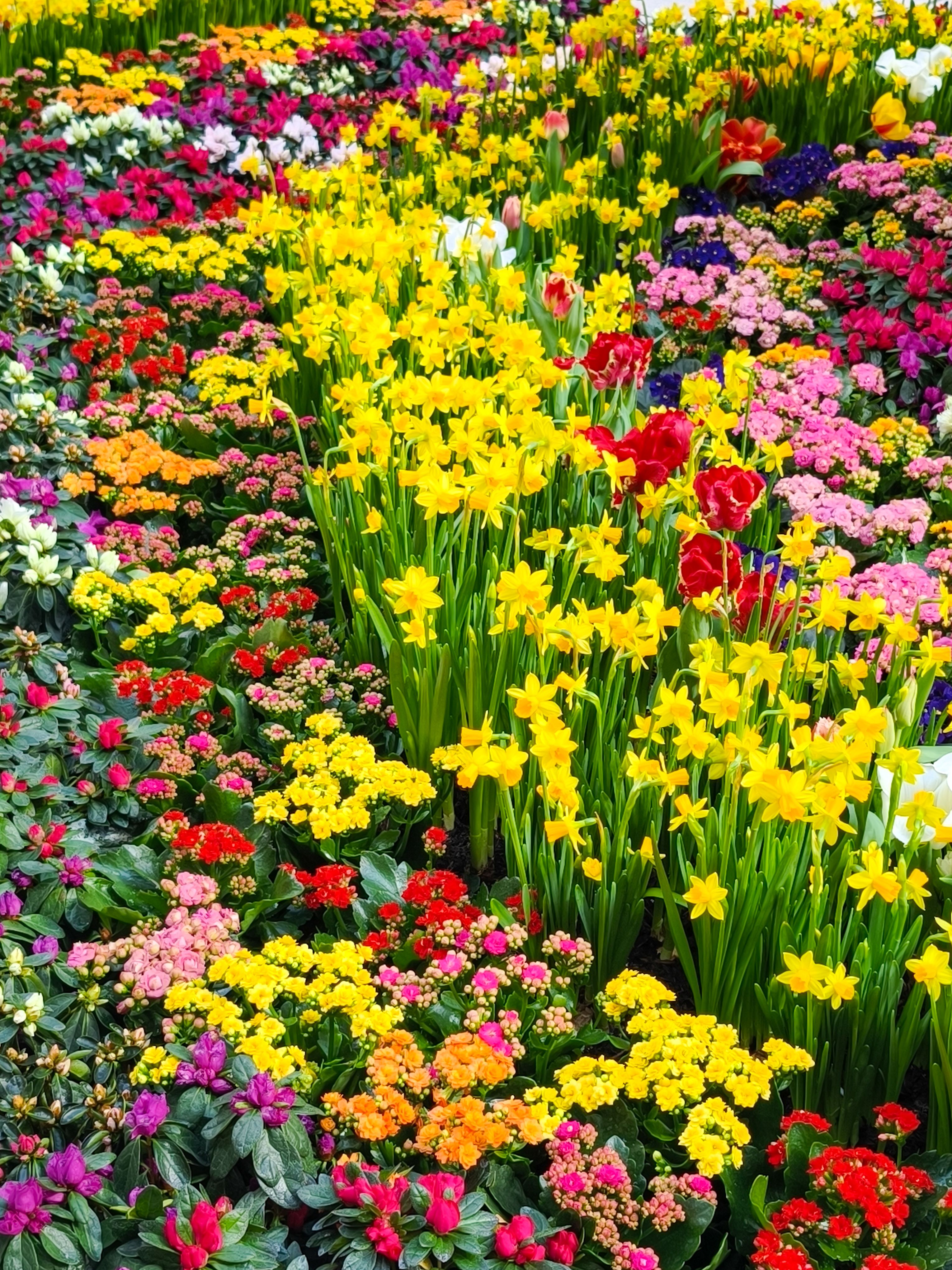Daffodils