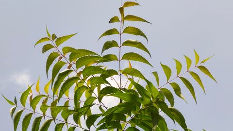 A lush neem tree with vibrant green leaves under a clear blue sky.