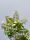 neem tree