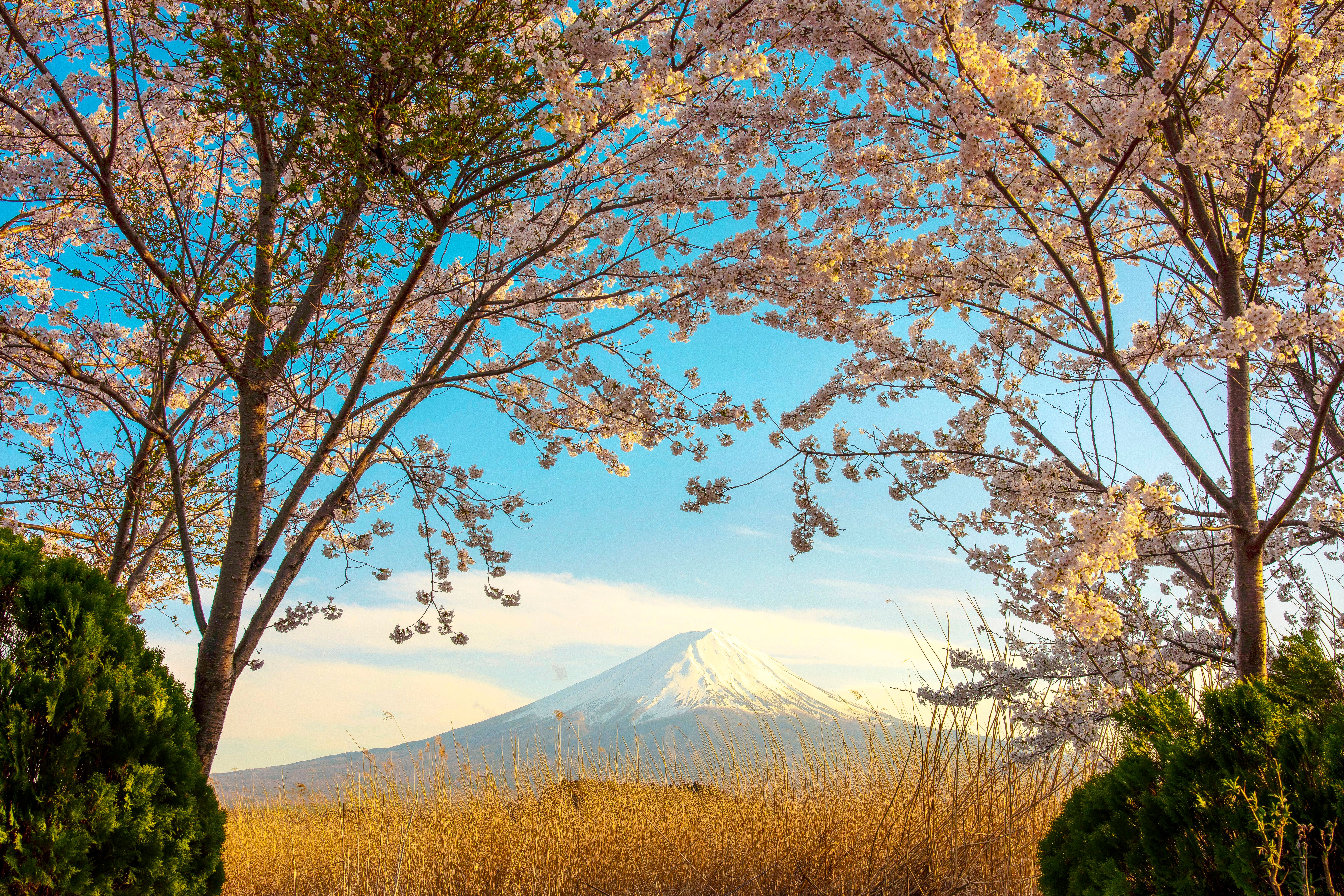 Viaje en Japón