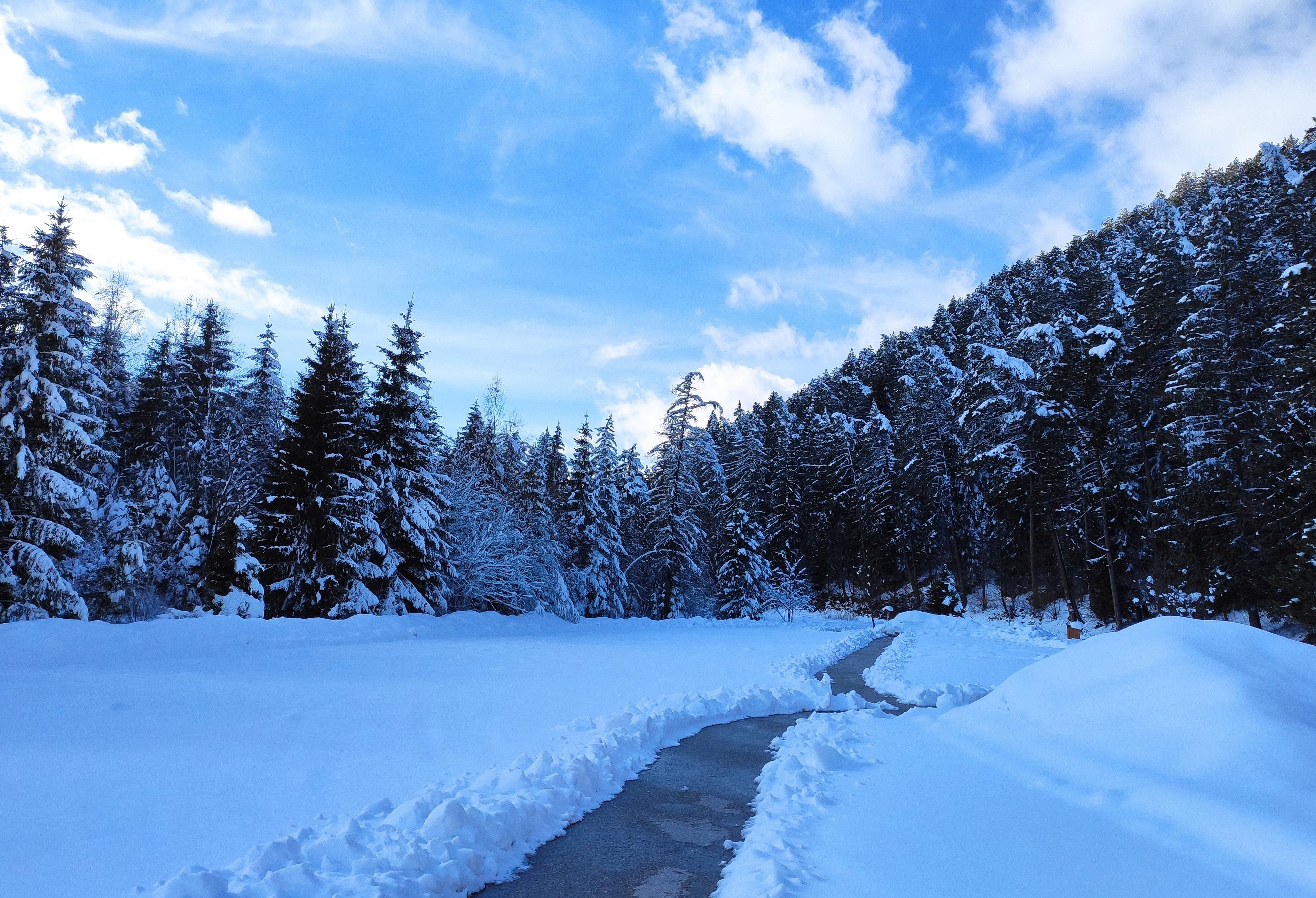 Snowy Pine Forest Path in Winter Wonderland · Free Stock Photo