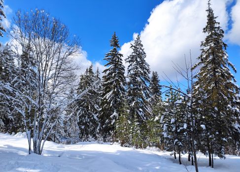 Captivating snowy pine forest with a clear blue sky, showcasing winter's beauty.