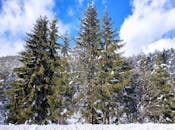 Serene Winter Forest with Snow-Covered Trees