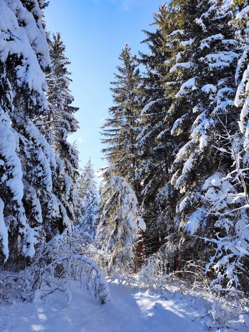 Free A serene snowy forest with sunlight filtering through pine trees, capturing the essence of winter. Stock Photo