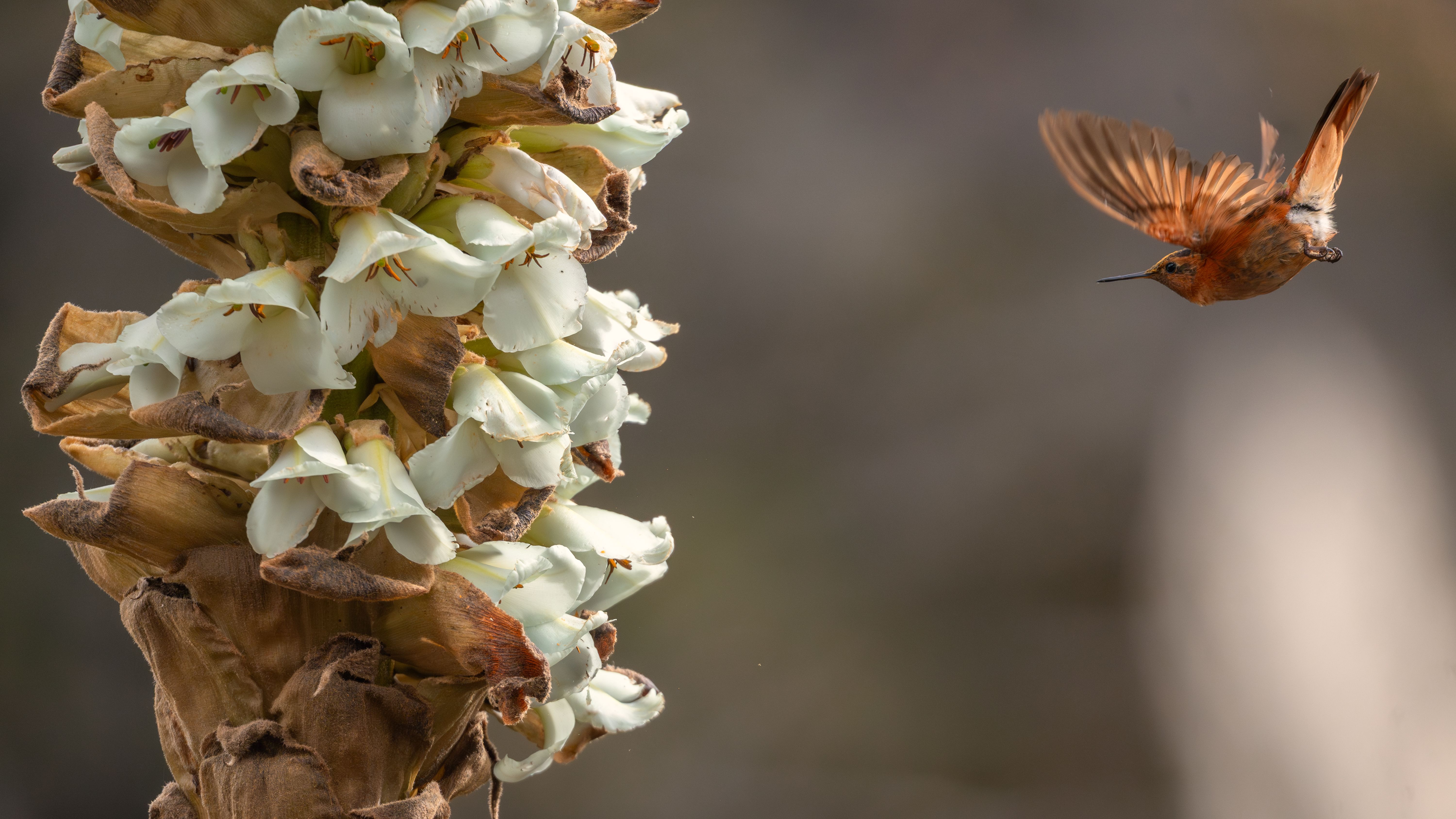 Hummingbird Hovering Near Blooming Plant in Colombia · Free Stock Photo