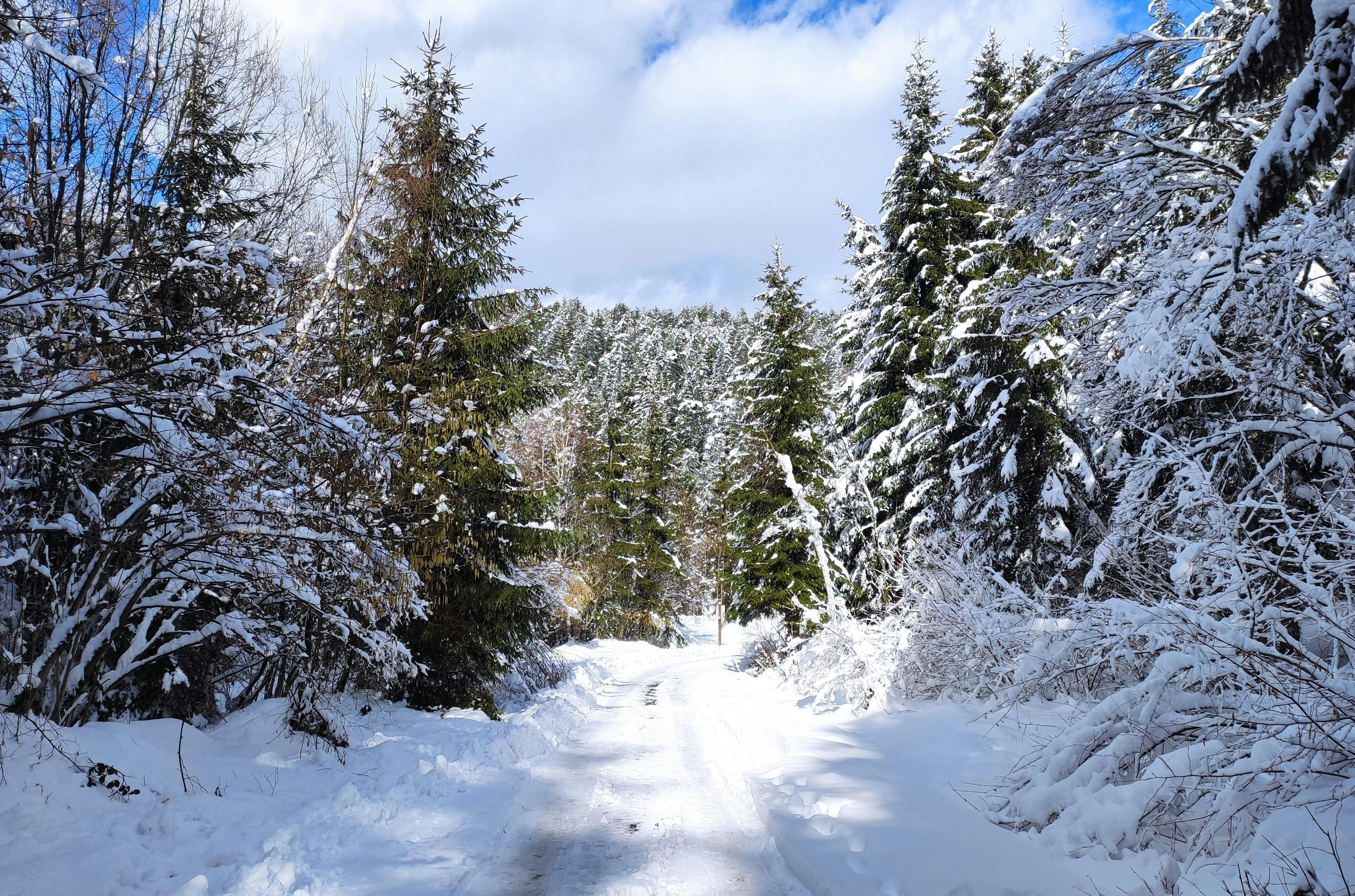 Scenic Winter Landscape · Free Stock Photo