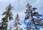 Snow-Covered Pine Trees Against Winter Sky