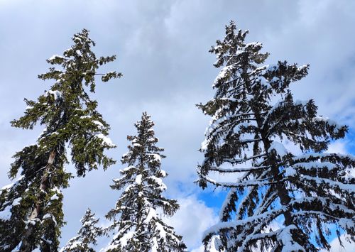 Free Tall pine trees blanketed in snow under a bright winter sky in a tranquil forest. Stock Photo