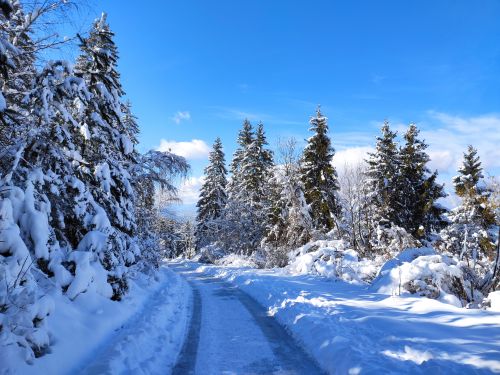 Free A serene winter scene of a snowy path winding through a pine forest under a clear blue sky. Stock Photo
