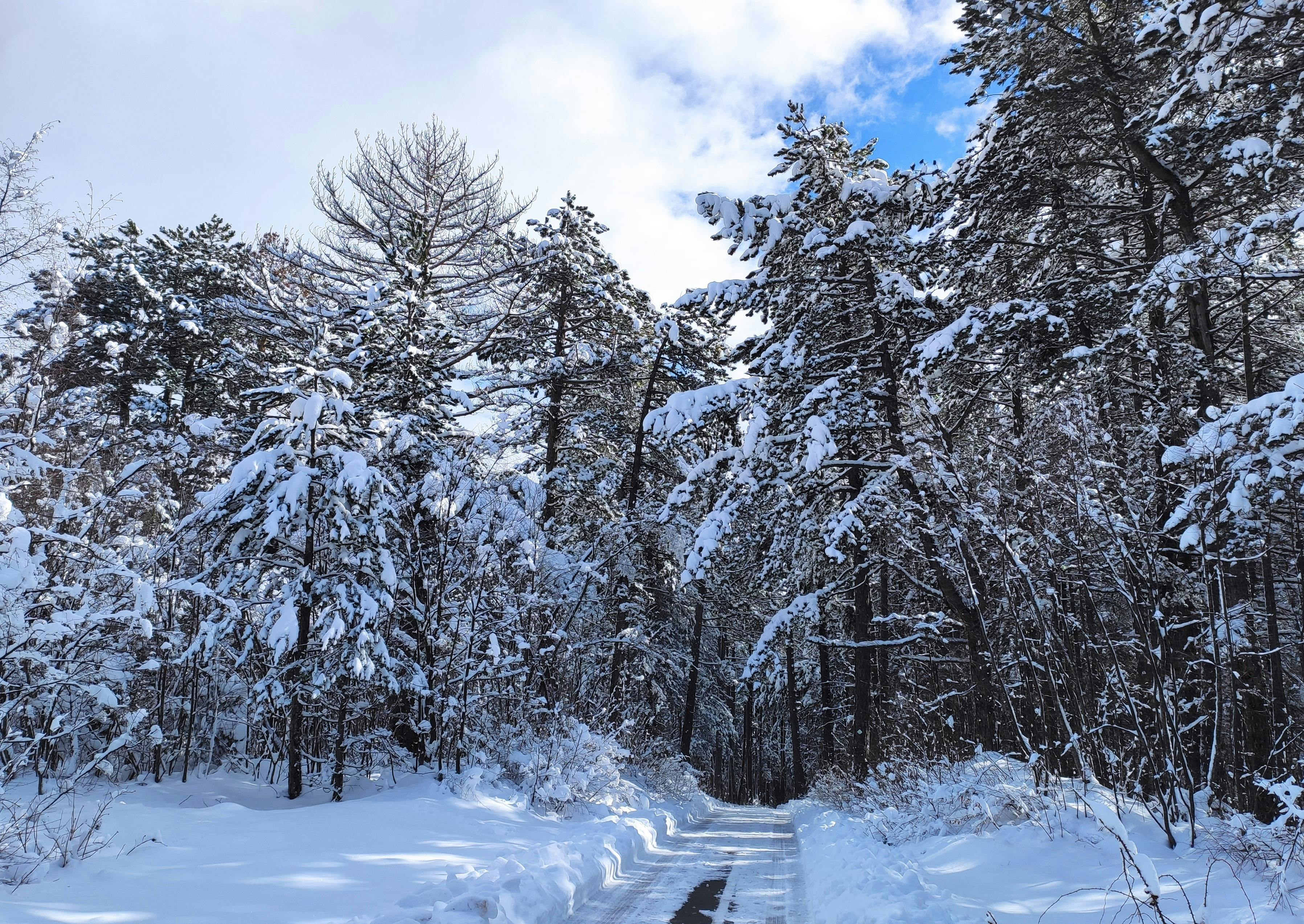 Gratis Un tranquillo sentiero innevato nel bosco, sotto un cielo azzurro e limpido, in un paesaggio invernale. Foto a disposizione
