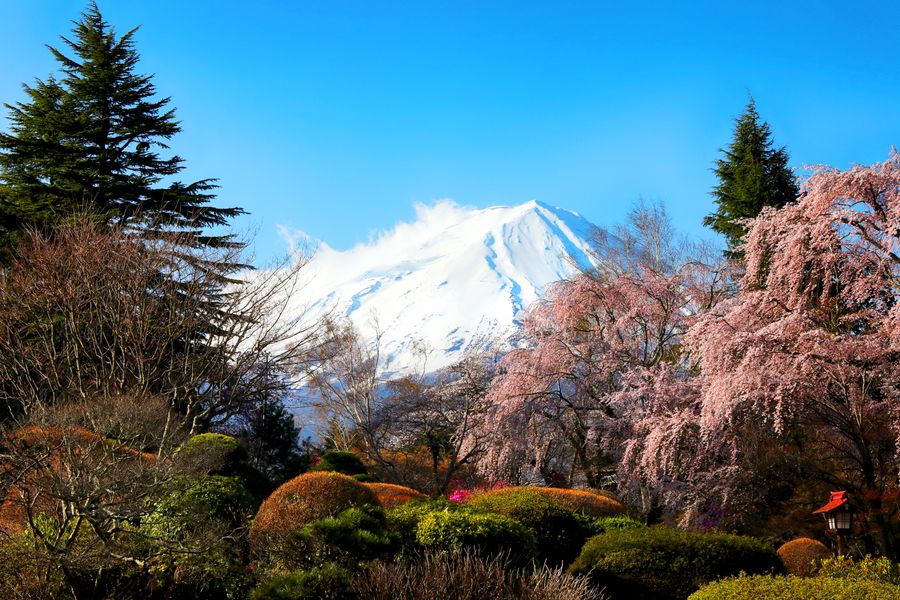 Mount Fuji with cherry blossoms in spring