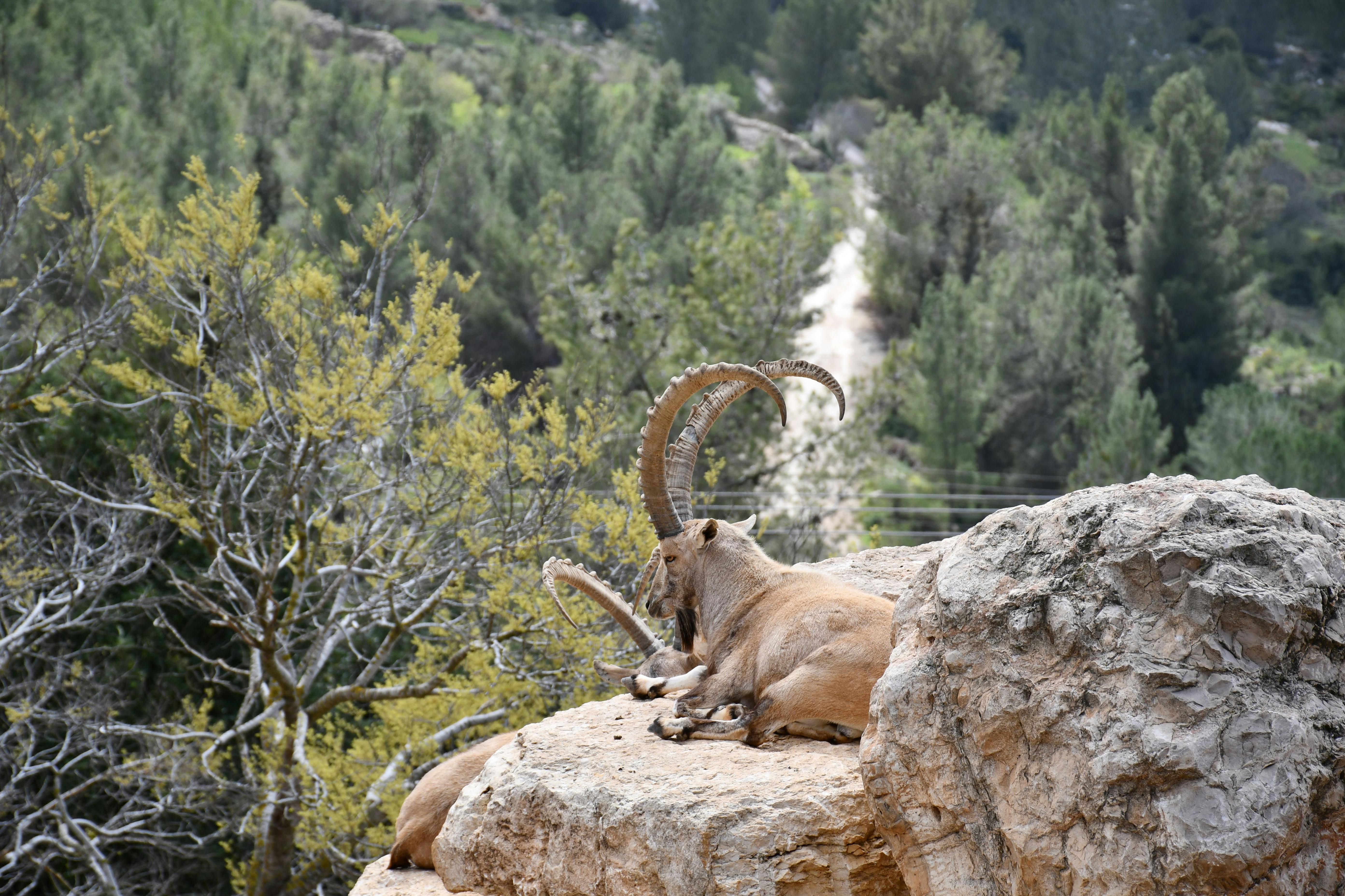 Big Horn Outdoor Adventure Show - Spokane and North Idaho community calendar - The Spokesman — Photo by Rita Bepita on Pexels