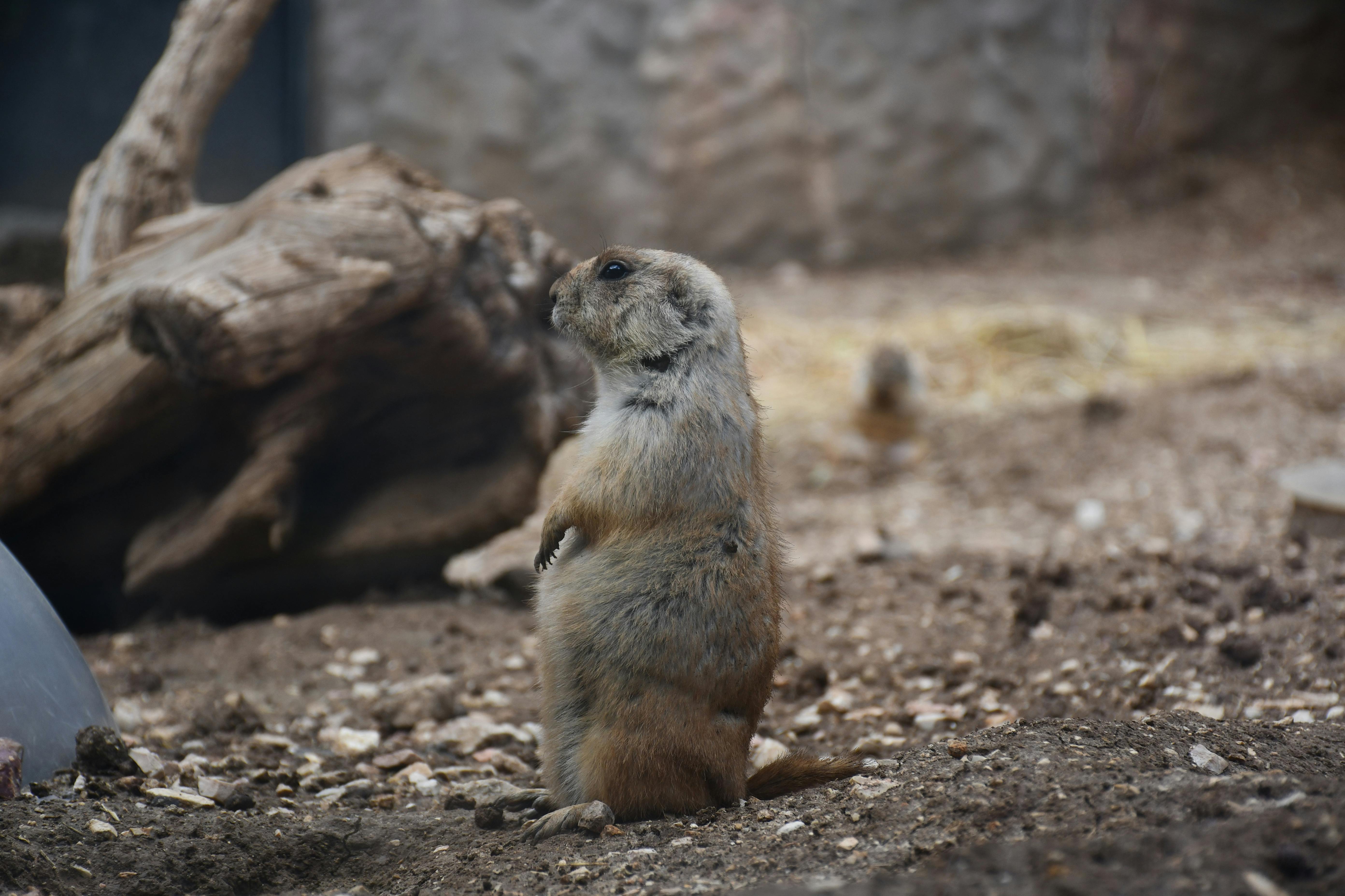 Miễn phí Ảnh lưu trữ miễn phí về bản năng động vật, ban ngày, bụi bẩn Ảnh lưu trữ