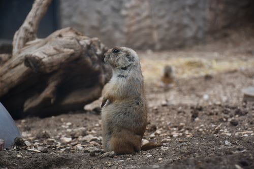 Free A prairie dog stands upright in a rocky environment, showcasing its natural behavior and habitat. Stock Photo