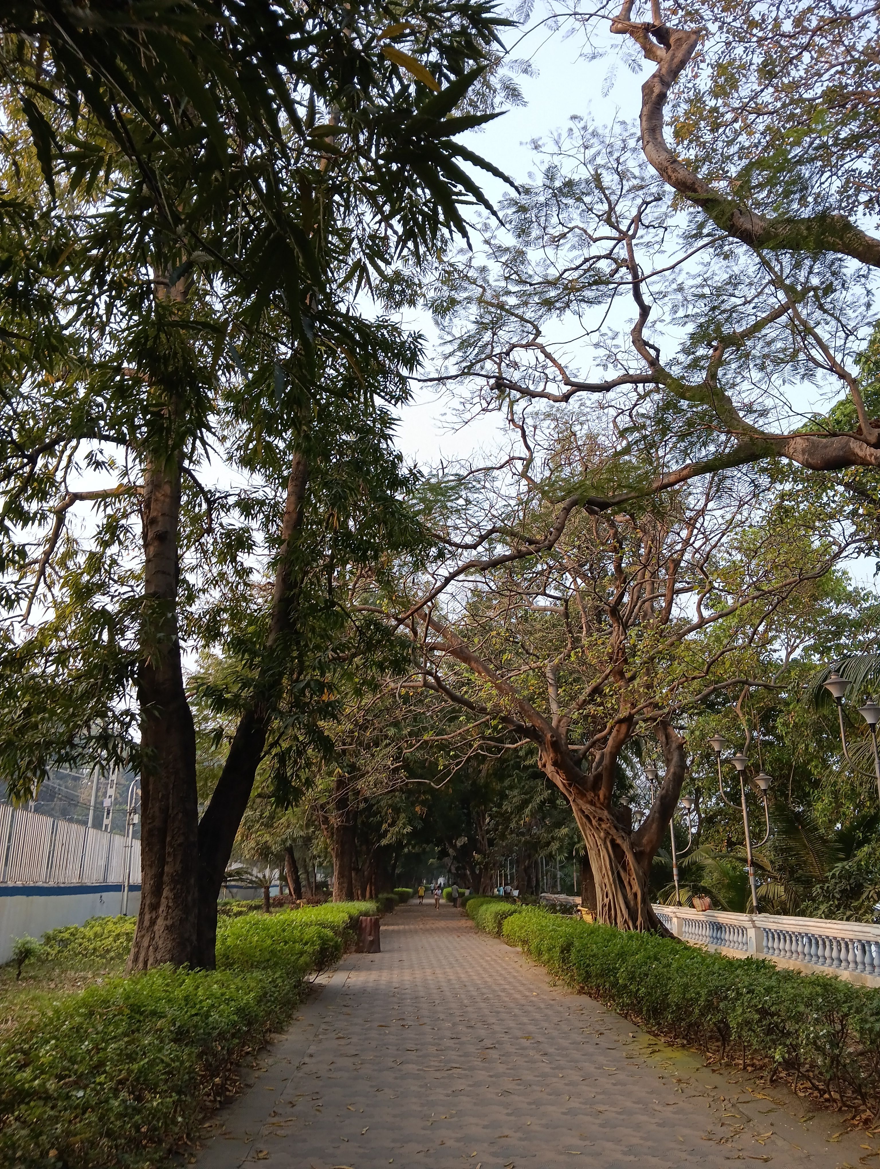 Serene Pathway in Lush Green Park · Free Stock Photo