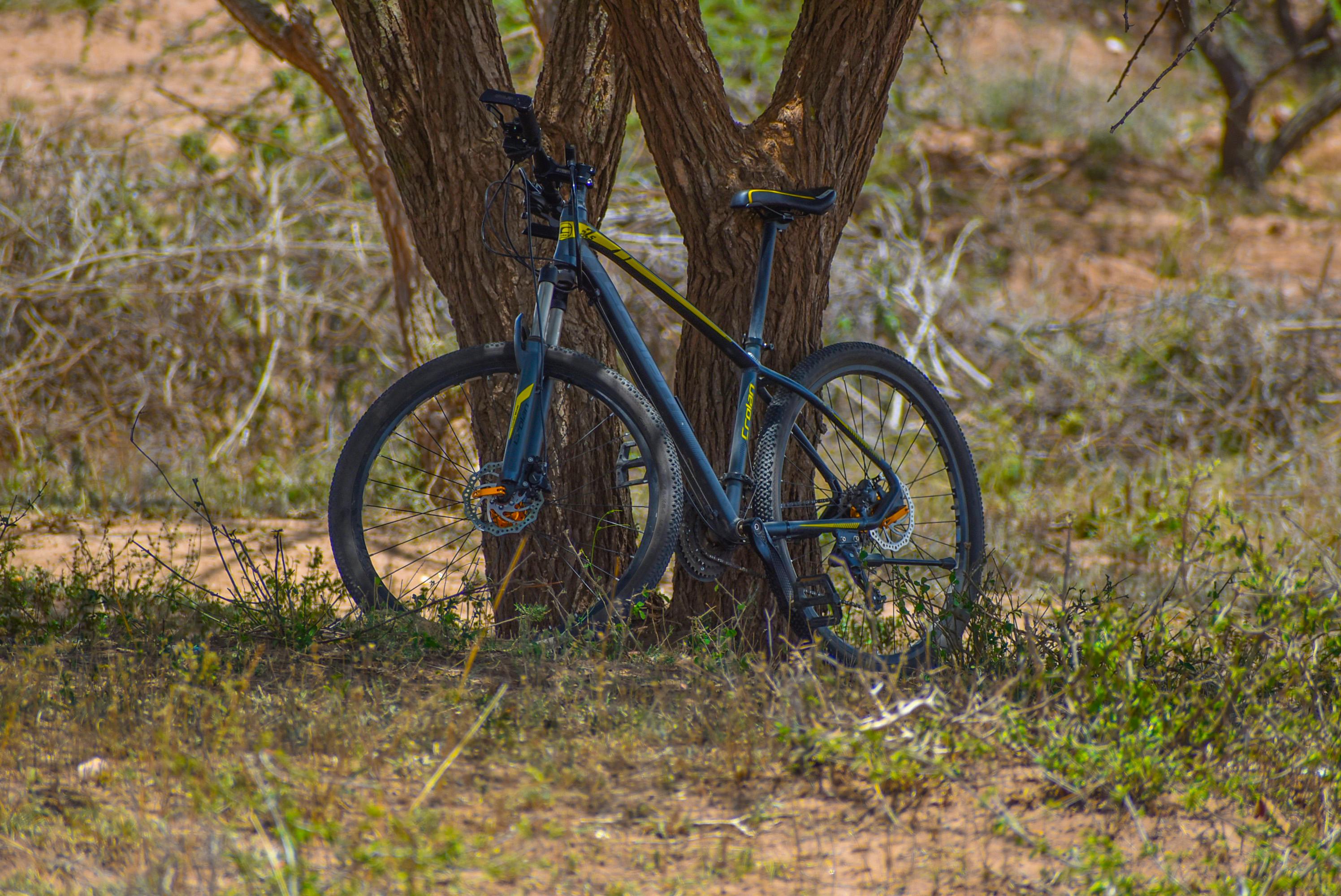 Ücretsiz @dış mekan, açık hava, ağaç içeren Ücretsiz stok fotoğraf Stok Fotoğraflar