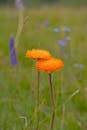 Vibrant Orange Wildflowers in Kazakhstan Field