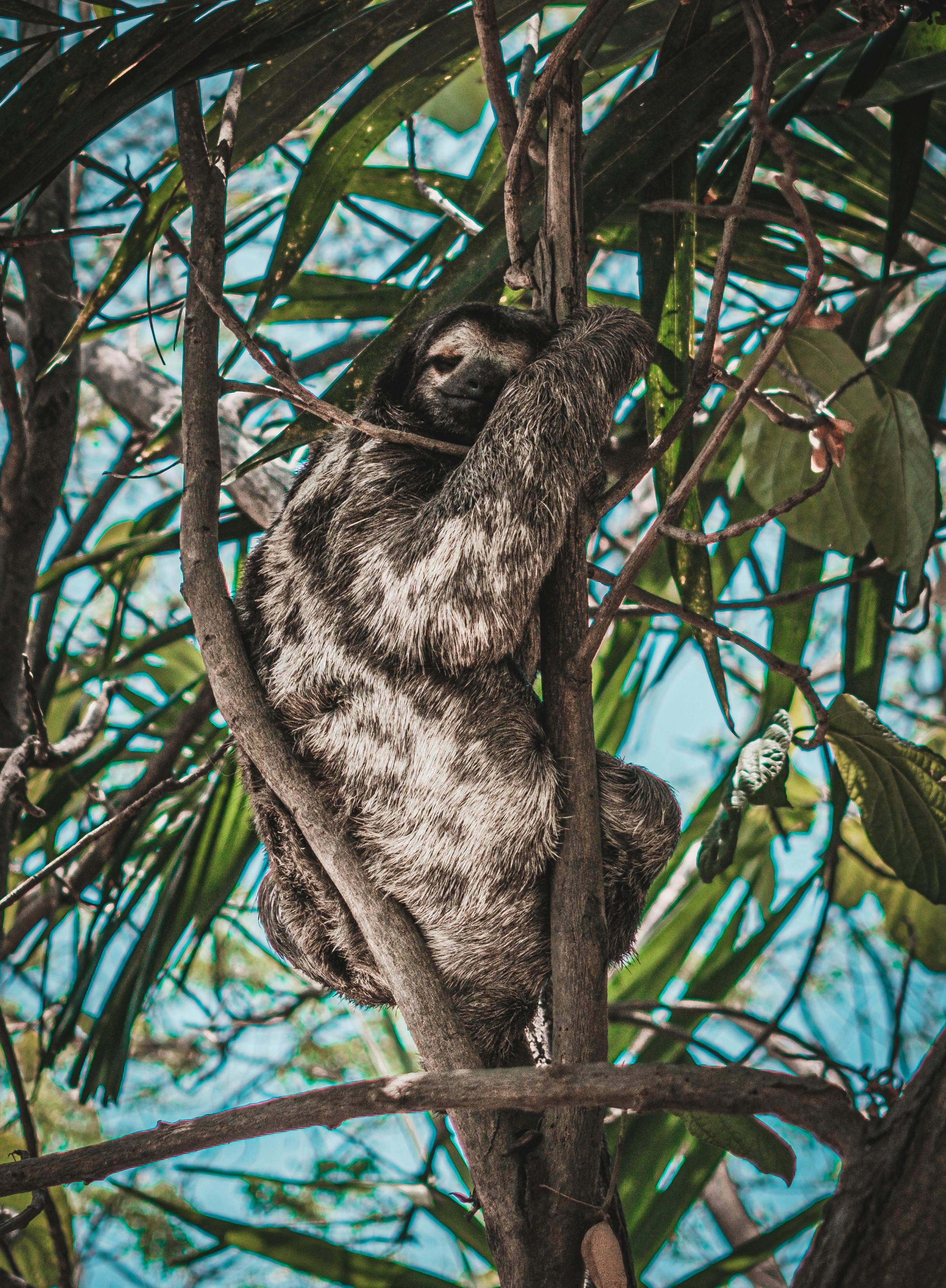 ingyenes Háromujjú lajhár kényelmesen ücsörög egy fán buja trópusi növényzet közepette. Stockfotó