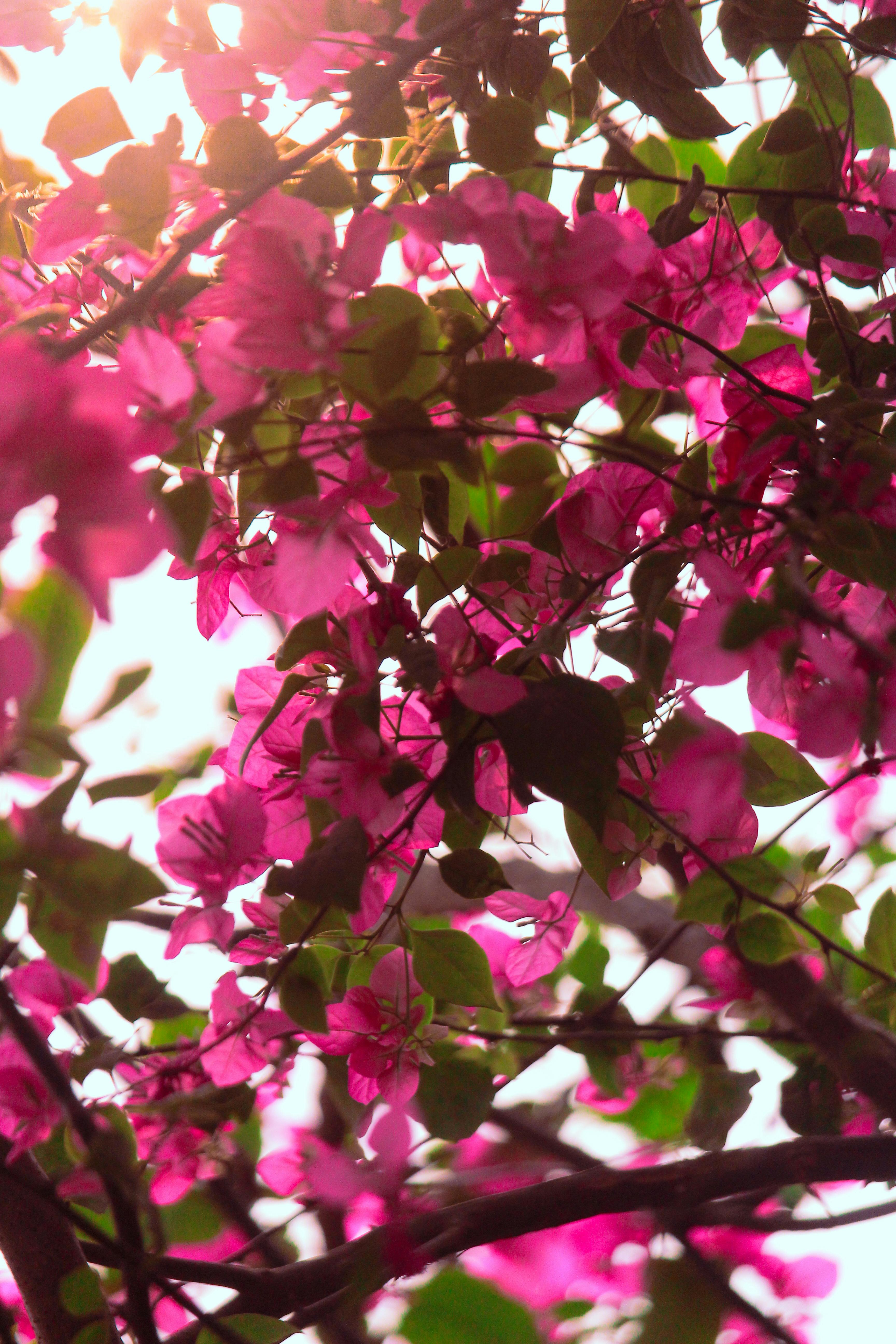 Gratuit Flori roz de bougainvillea care se scaldă în lumina caldă a soarelui, creând o ambianță de vis în grădină. Fotografie de stoc