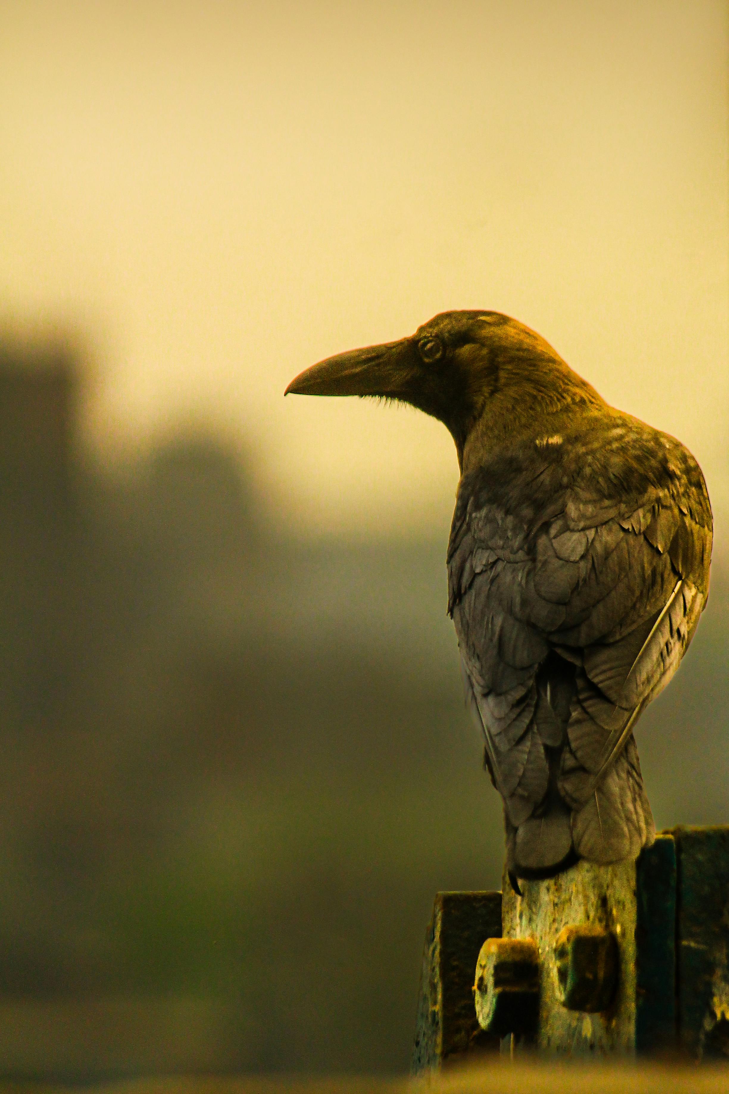 Kostenlos Nahaufnahme einer Krähe, die in der Dämmerung in einer städtischen Umgebung sitzt und eine friedliche Stimmung erzeugt. Stock-Foto