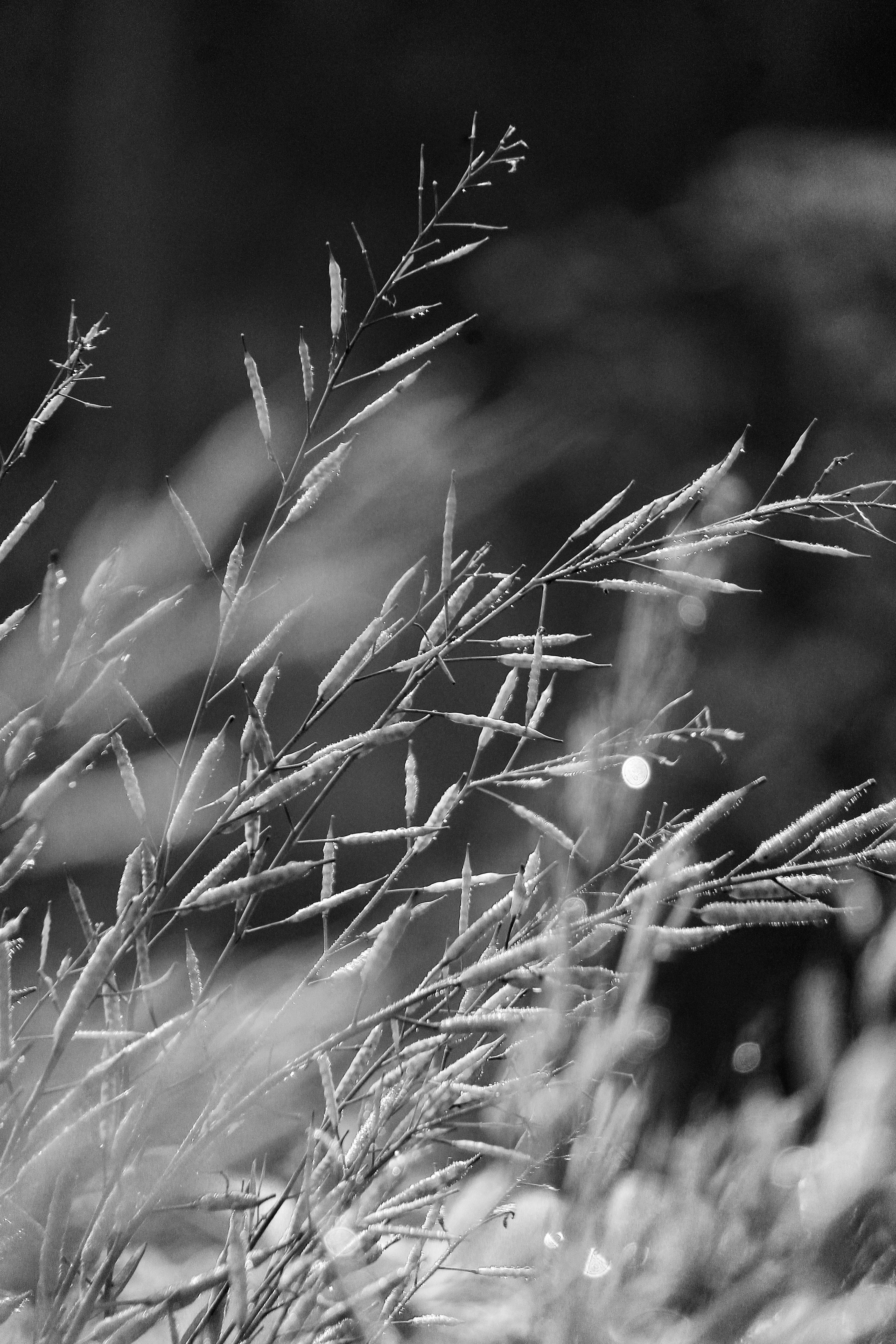 gratis Zwart-wit macrofoto van met rijp bedekt gras, die de delicate elegantie van de winter vastlegt. Stockfoto
