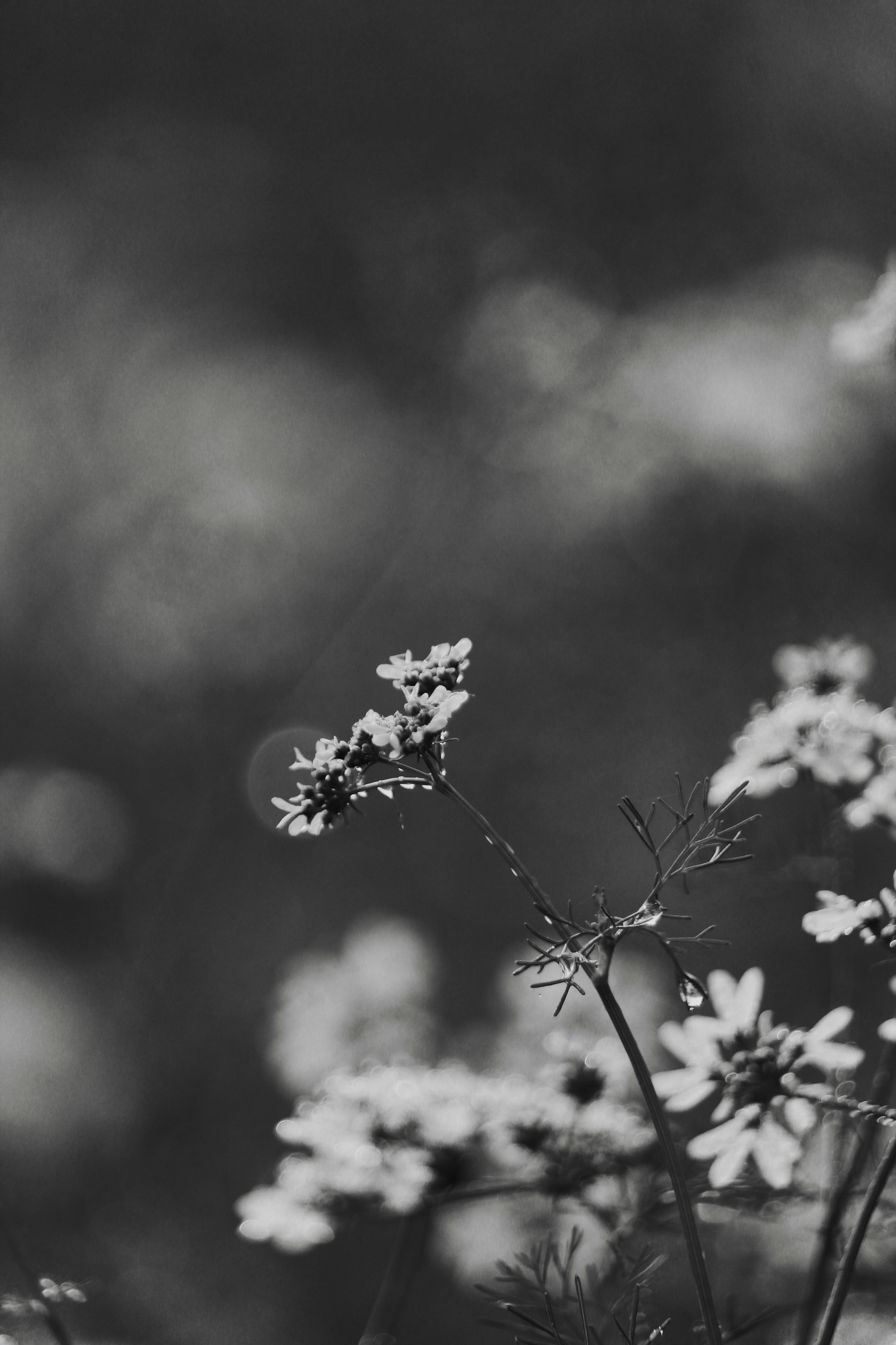 De franc Primer pla artístic en blanc i negre de flors silvestres a la natura, que evoca una atmosfera serena i atemporal. Foto d'estoc