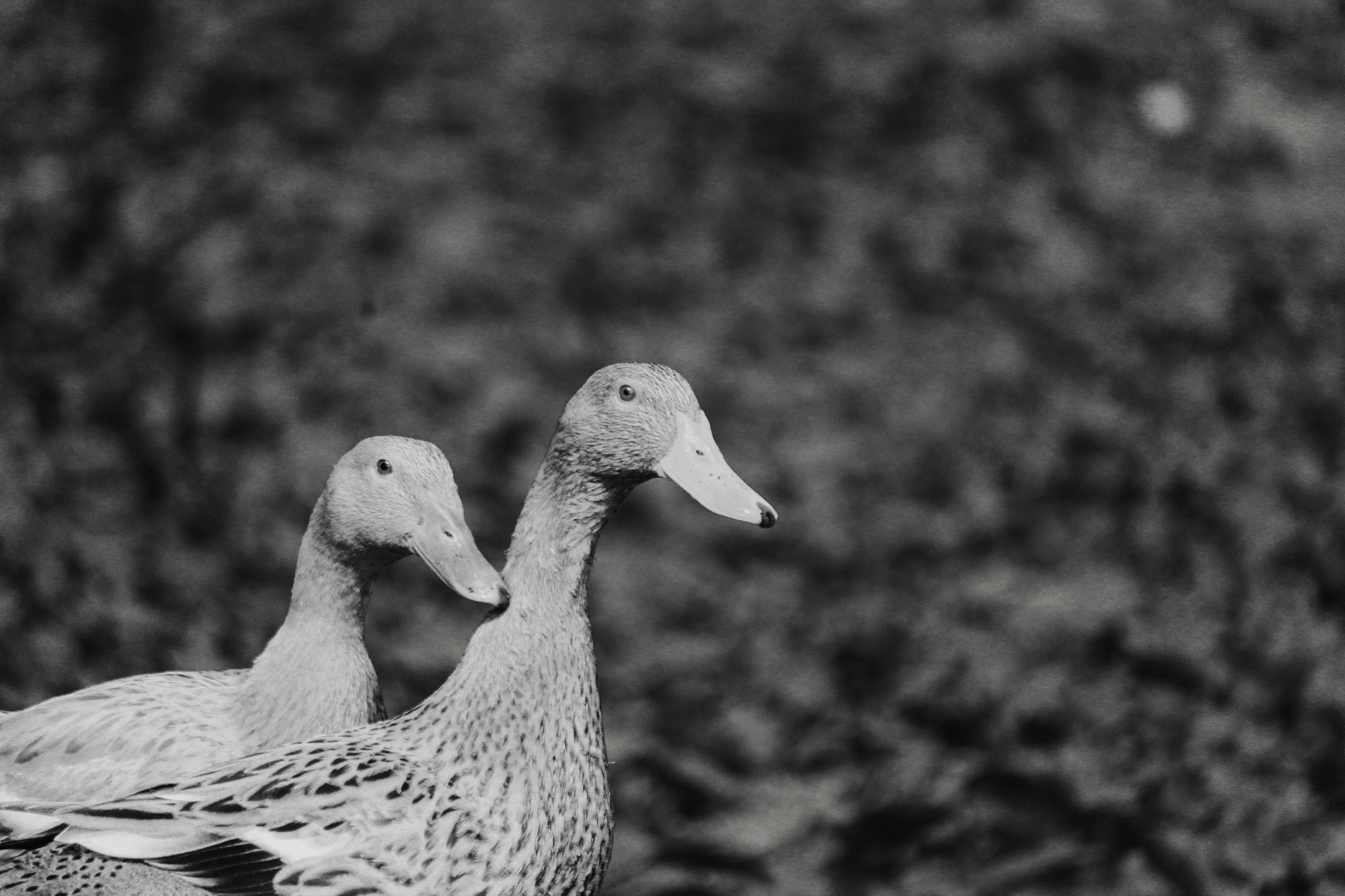 gratis Een fascinerend zwart-witportret van twee eenden in een serene pose. Stockfoto