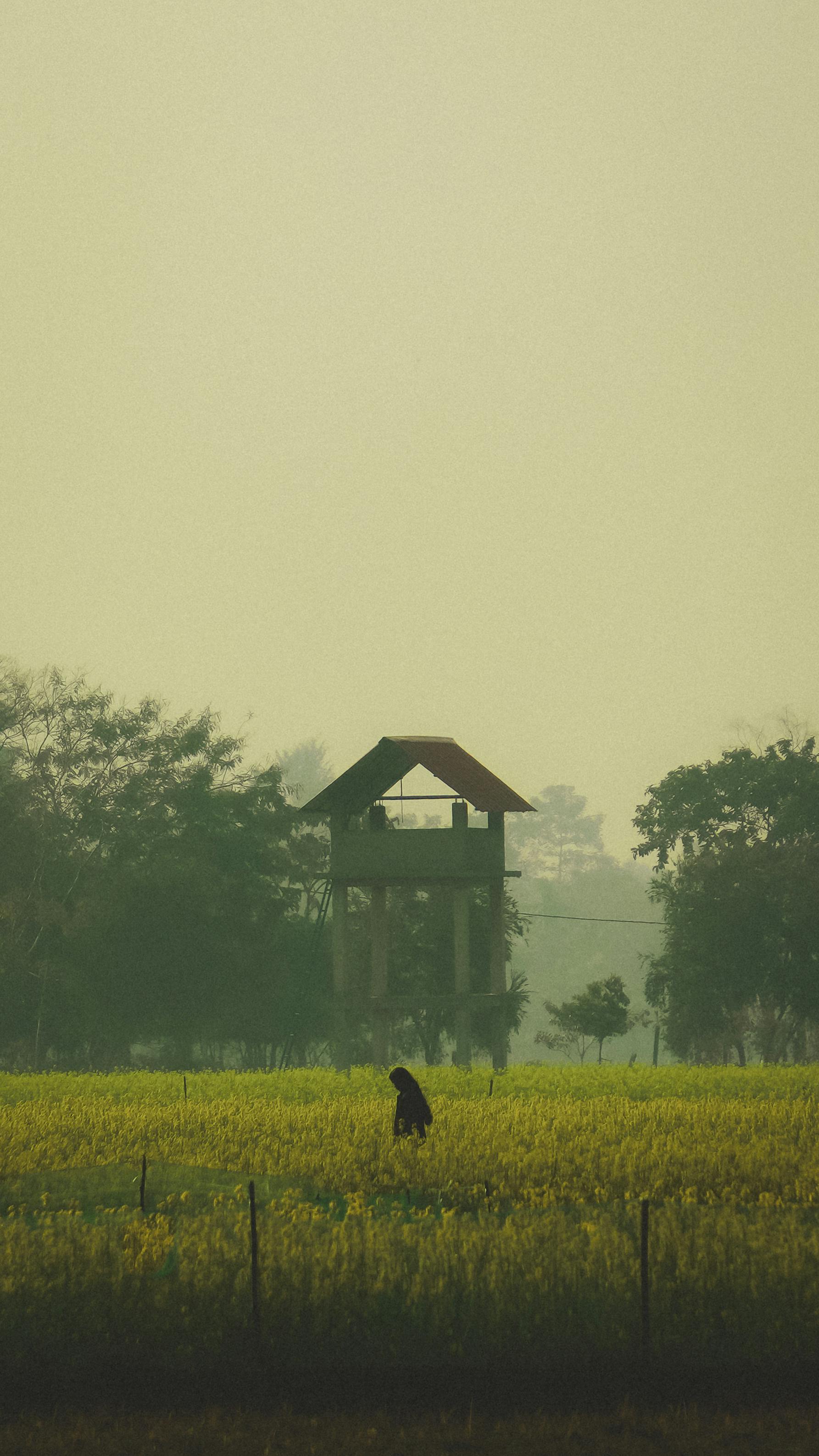 gratis Een eenzame figuur in een mosterdveld met een uitkijktoren op de achtergrond, op een mistige ochtend. Stockfoto
