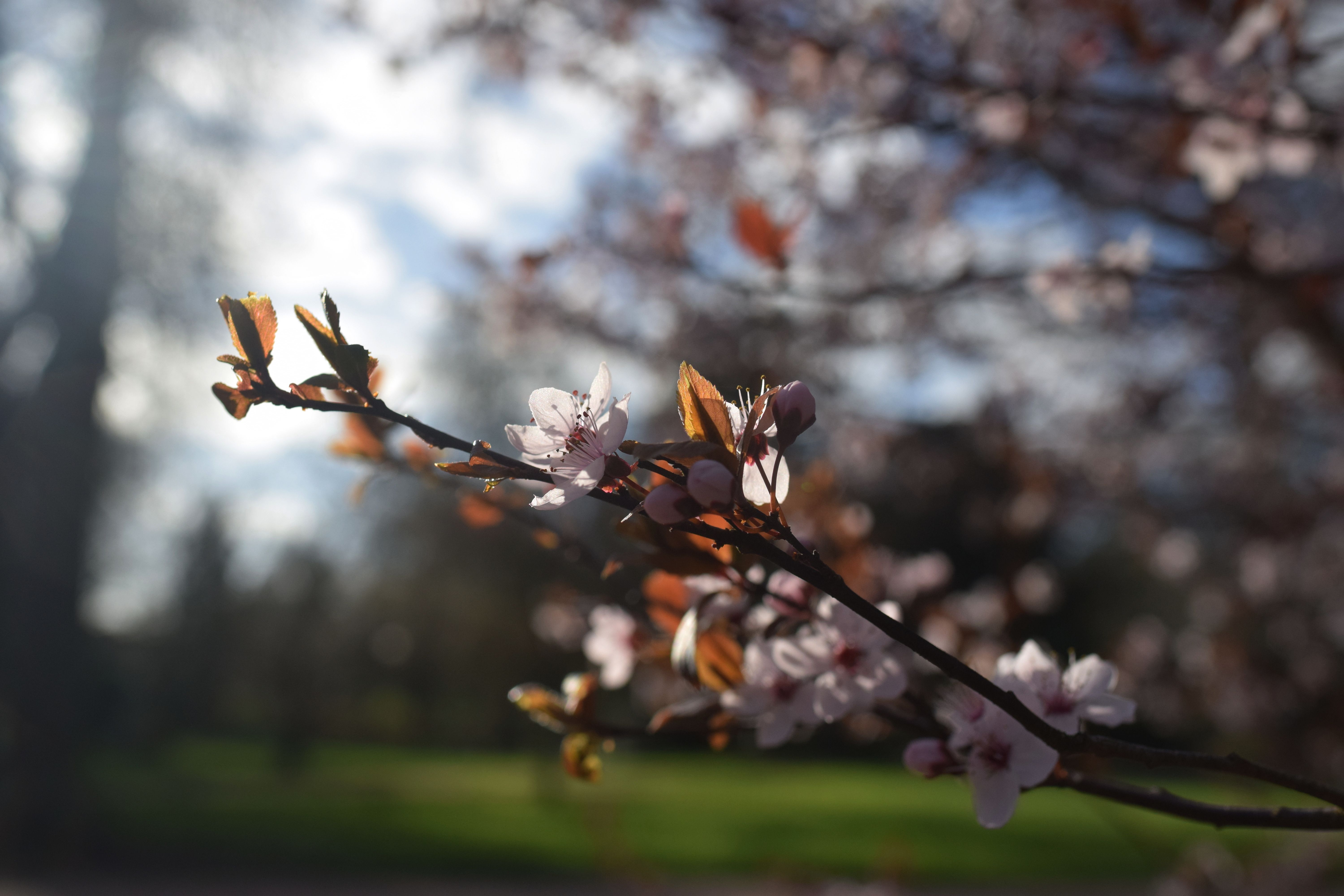 Cherry Blossom Branch in Spring Sunshine · Free Stock Photo