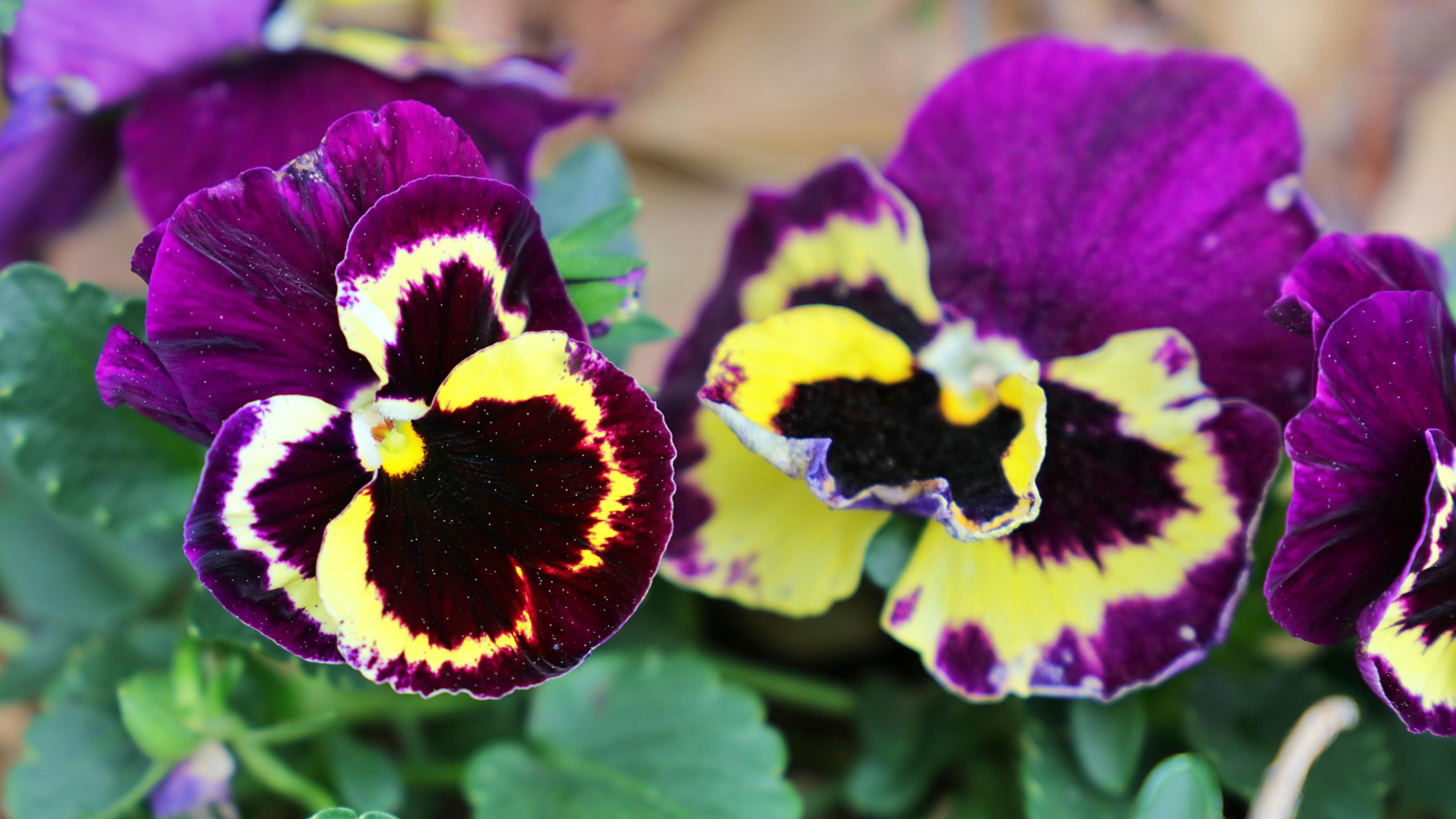 [ColoSach]-close-up-of-colorful-purple-and-yellow-pansy-flowers-in-a-garden-setting.
