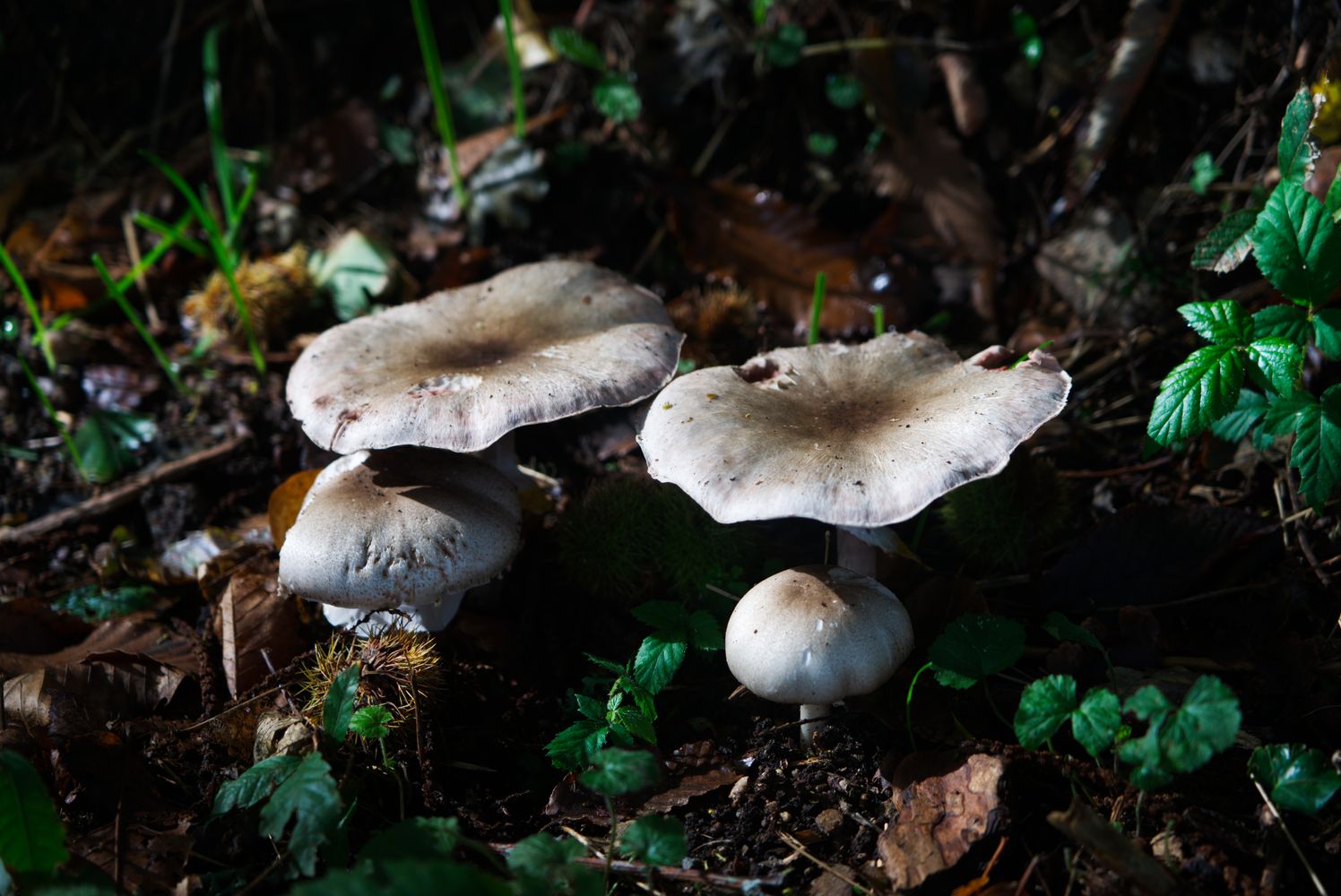 Hongos Photos, Download The BEST Free Hongos Stock Photos & HD Images
