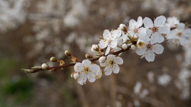 cherry blossoms Budapest Hungary