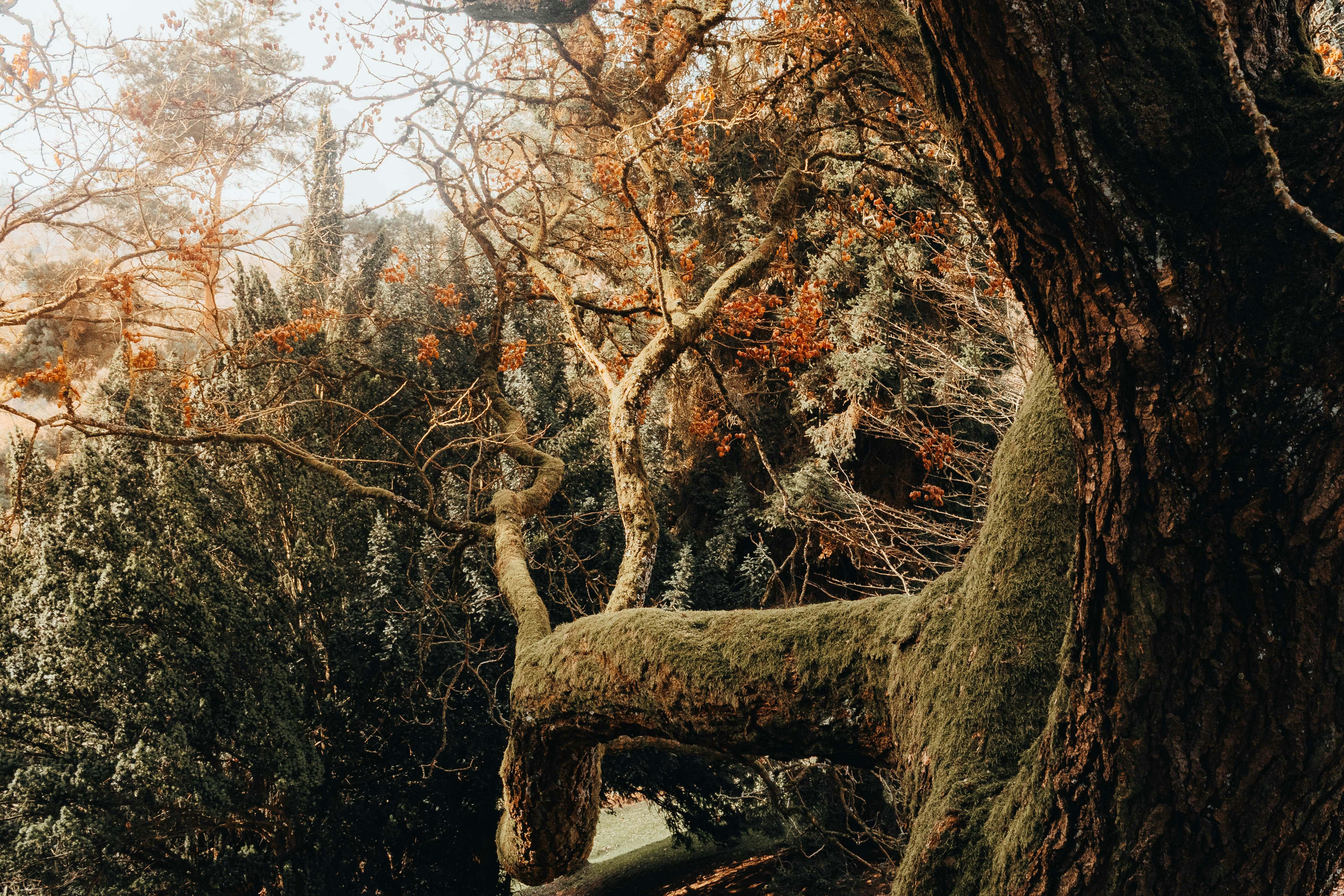 Kostnadsfria Mossbeklädda grenar i en lugn parkmiljö under hösten, Kassel, Tyskland. Stock foto