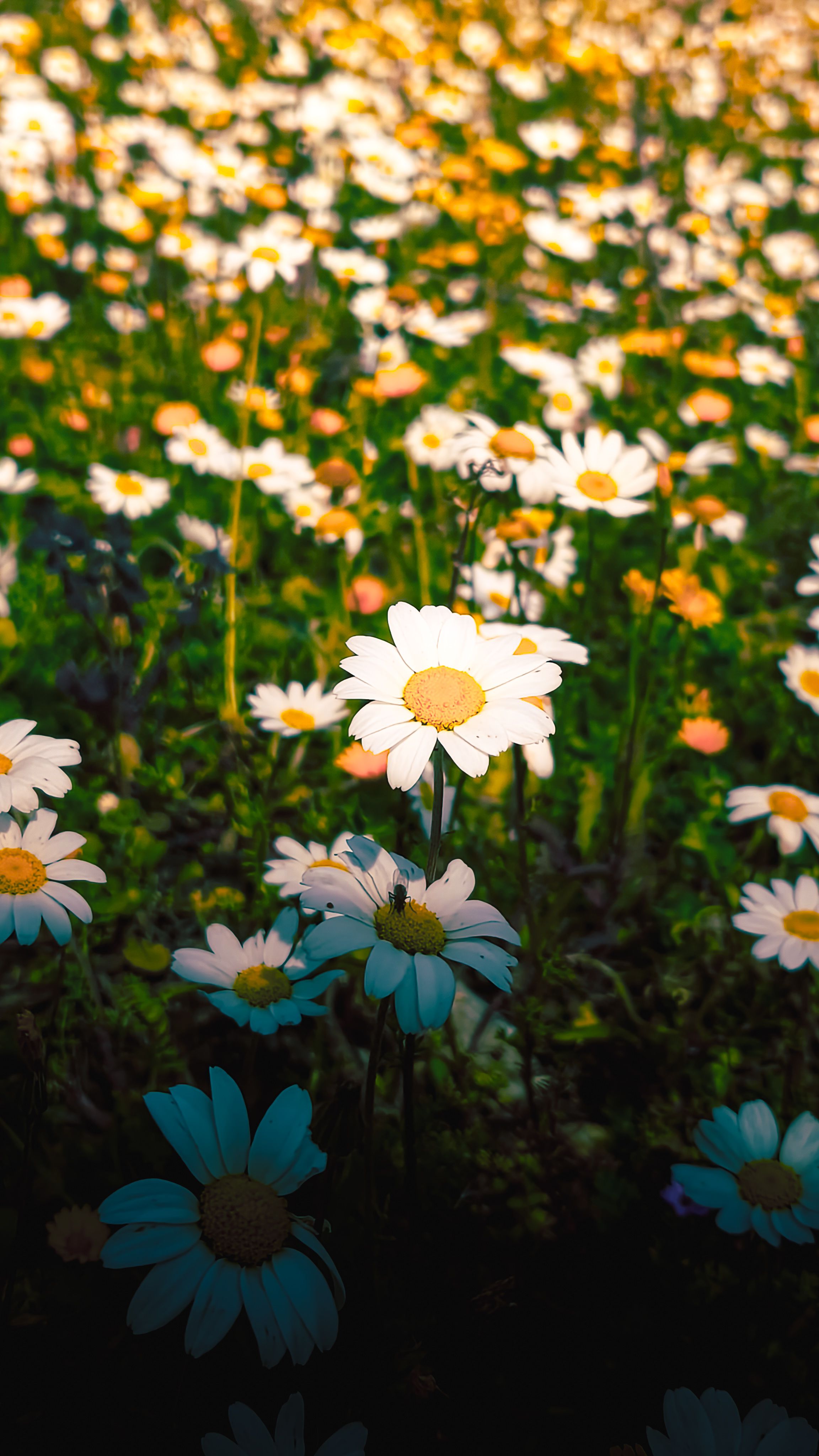 A vibrant field of daisies basking in the daylight, creating a serene spring scene.