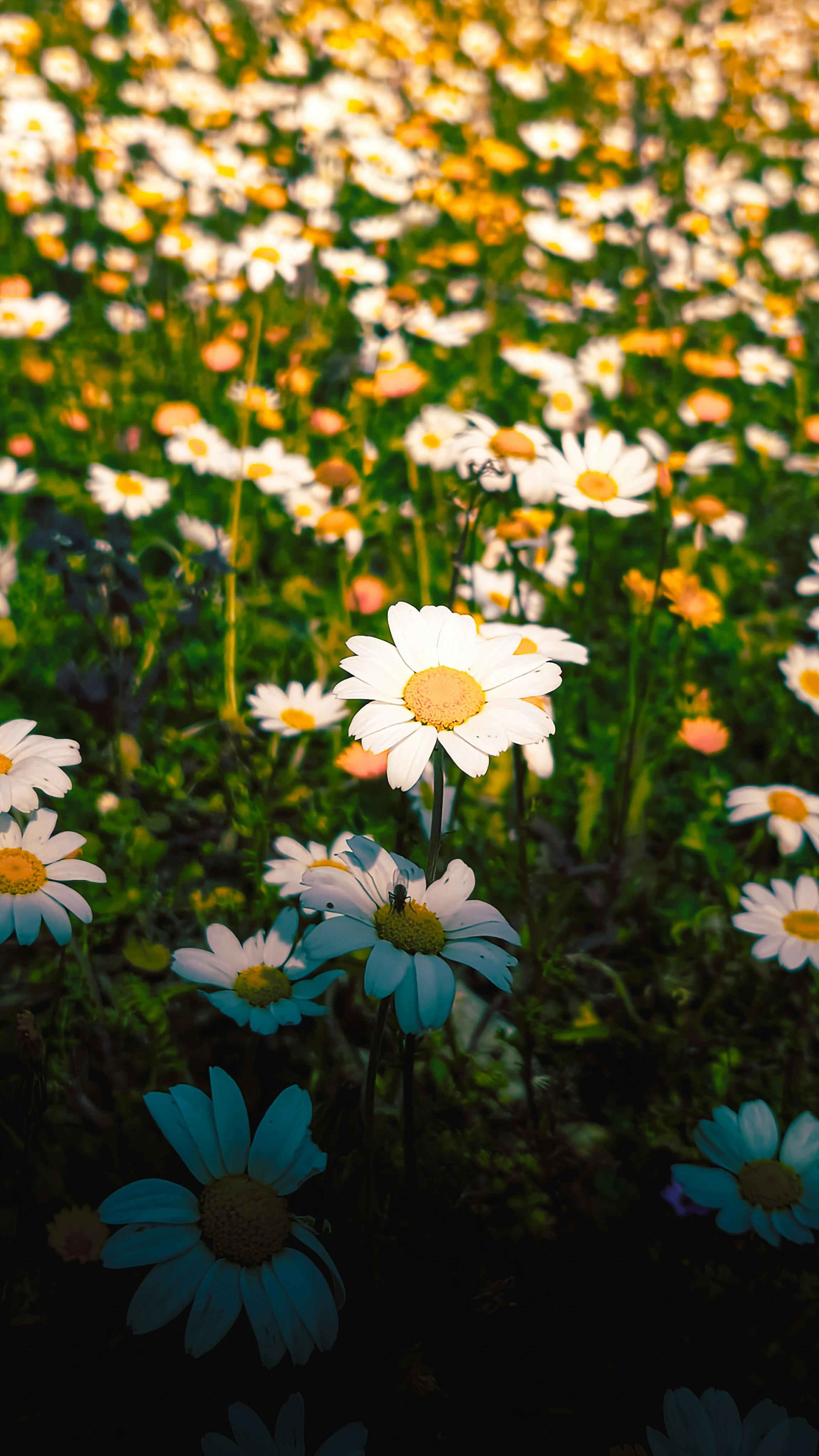 Field of Blooming Daisies in Daylight