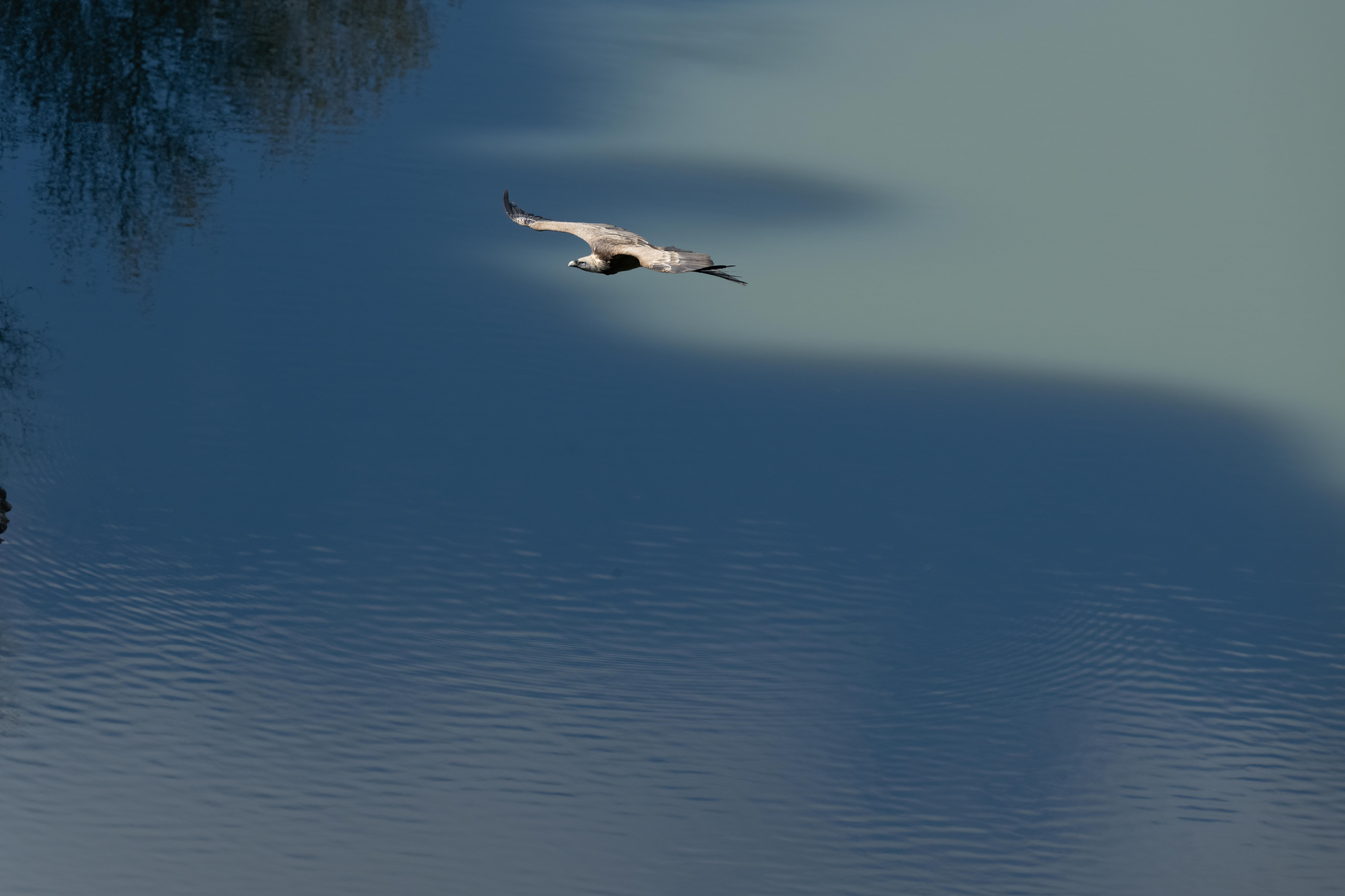 Gratuit O pasăre maiestuoasă surprinsă în zbor deasupra unui lac albastru și liniștit, reflectând umbre naturale. Fotografie de stoc