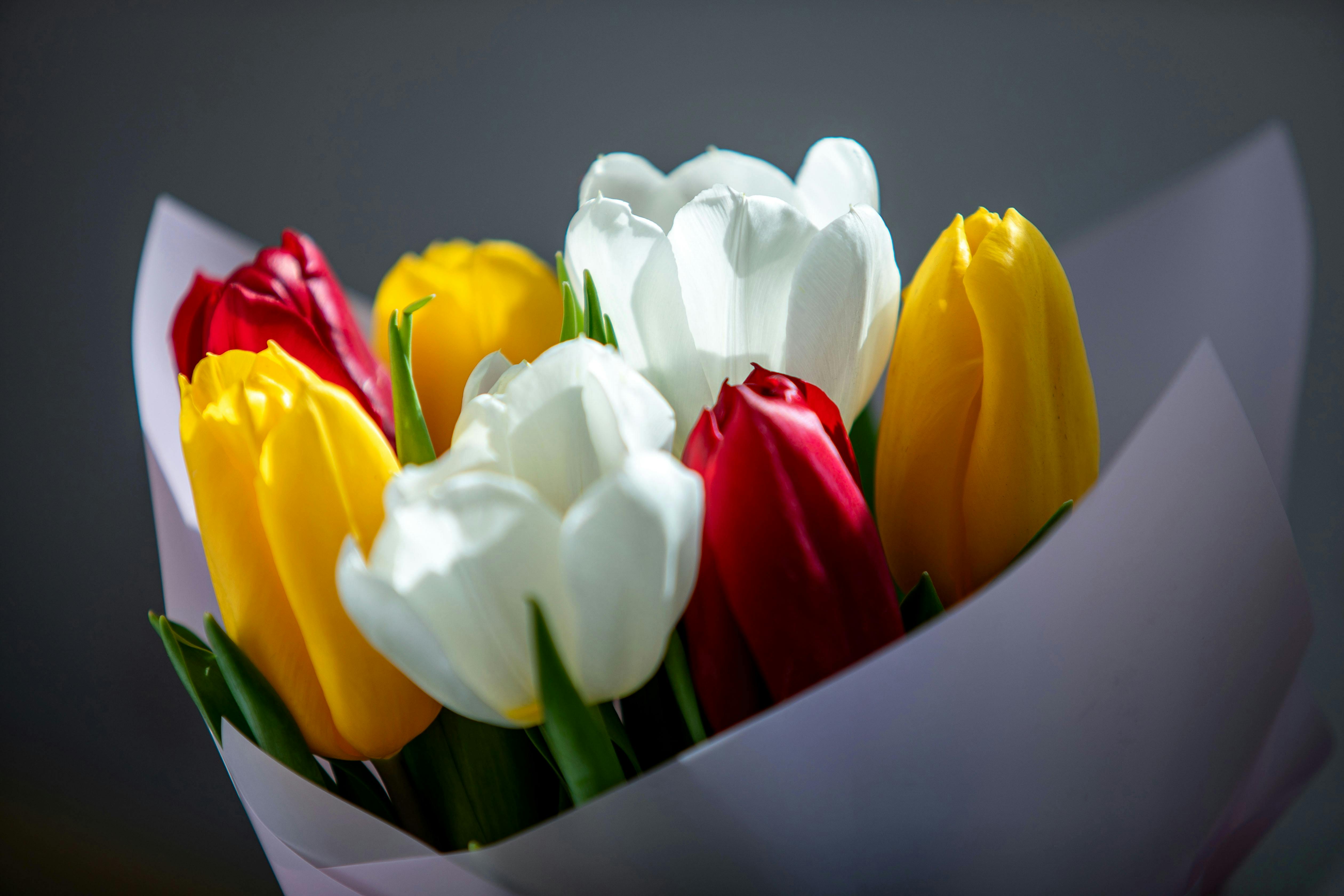 [ColoSach]-bright-and-colorful-bouquet-of-red,-white,-and-yellow-tulips-in-soft-light.