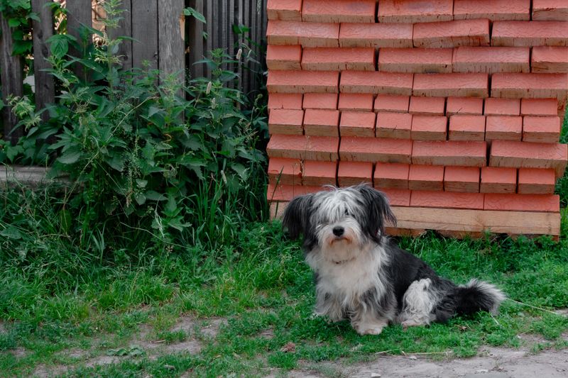 Poppy - photo 1