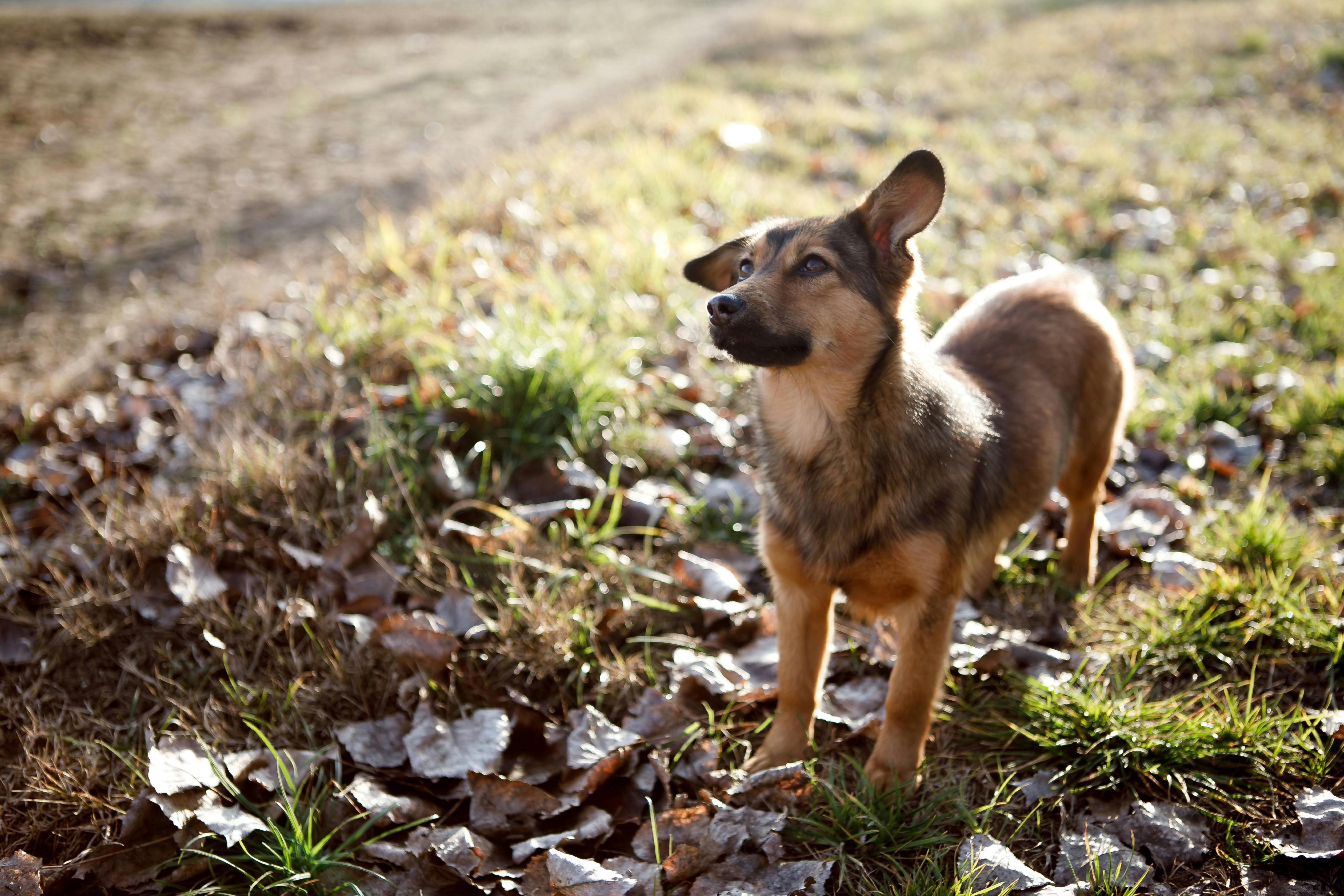 The Best Pet Insurance in North Carolina (2026) — Photo by Lena Ti on Pexels