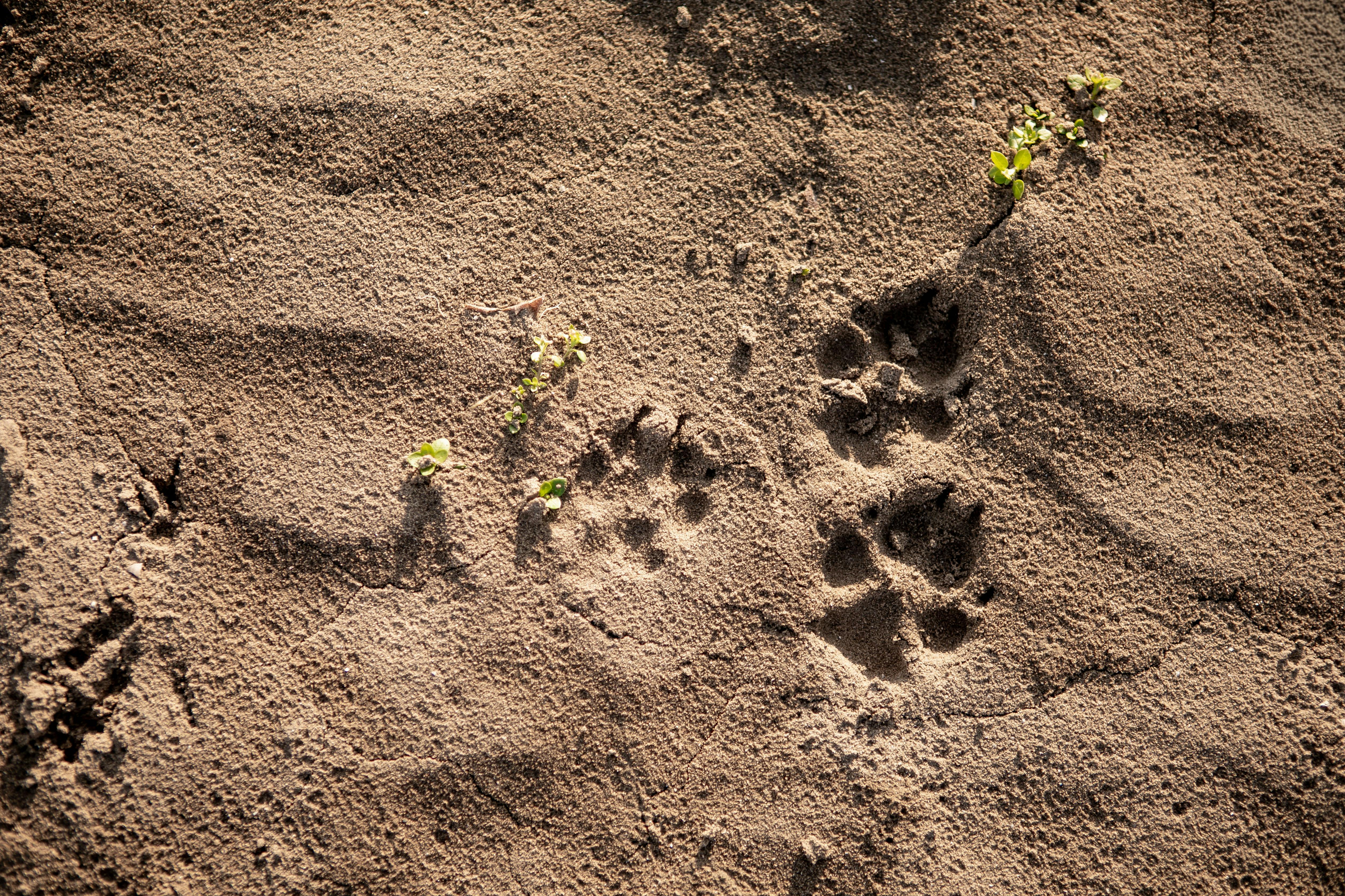 Judging Animal Weight and Condition From Track Depth
