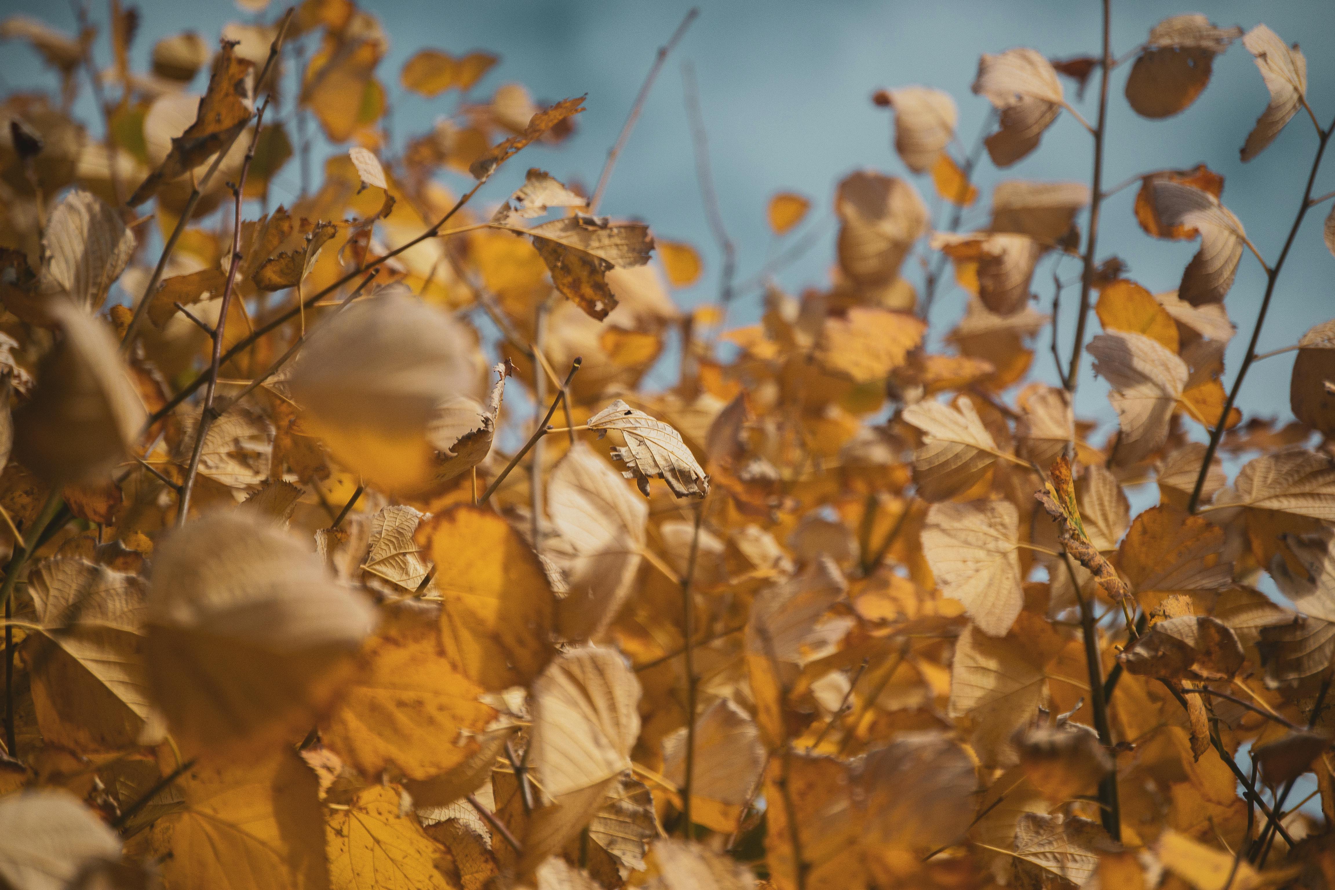 Ücretsiz Altın sarısı tonlarındaki canlı sonbahar yapraklarının, berrak mavi gökyüzü fonunda yakın çekim görüntüsü. Stok Fotoğraflar