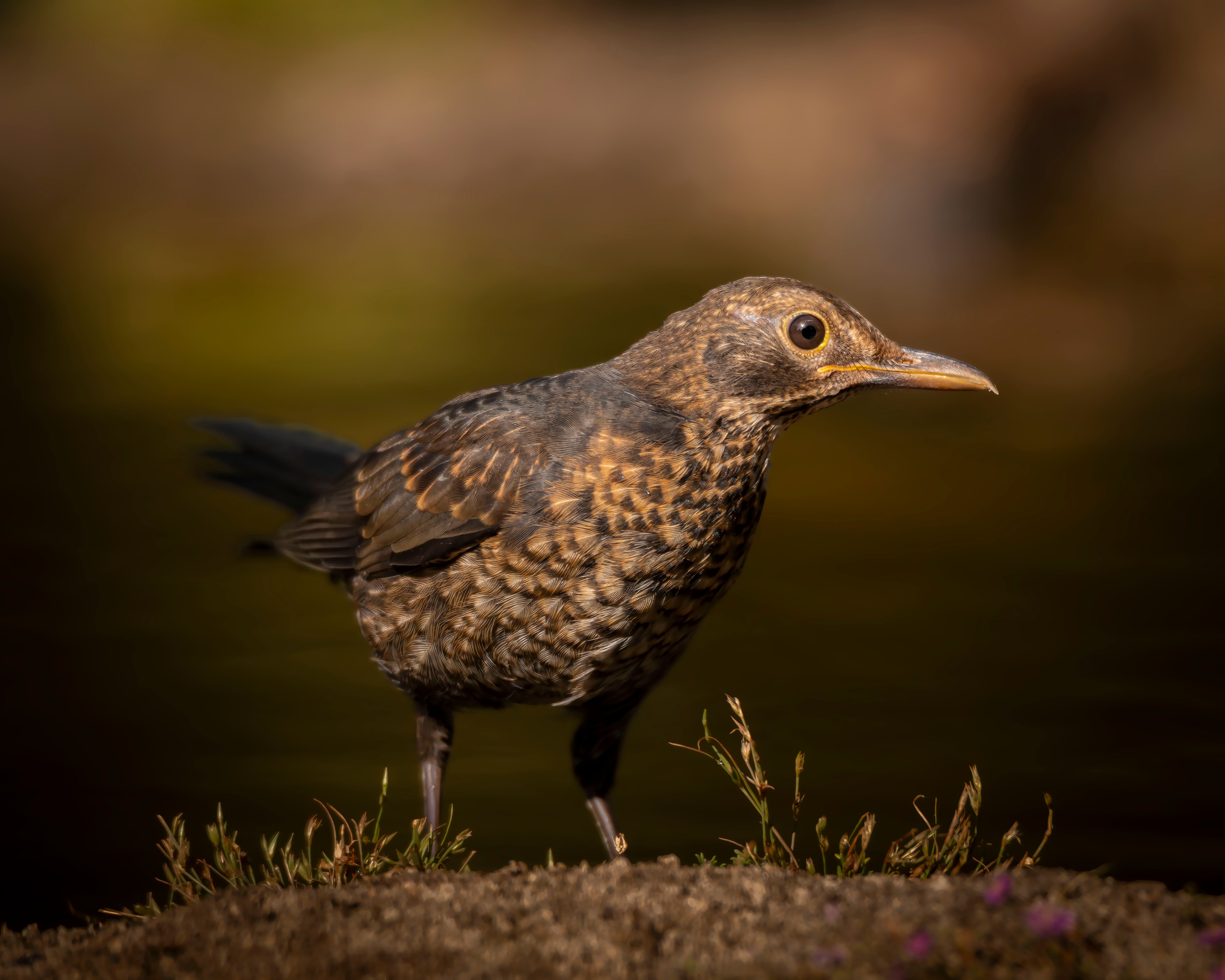 European blackbird in natural habitat