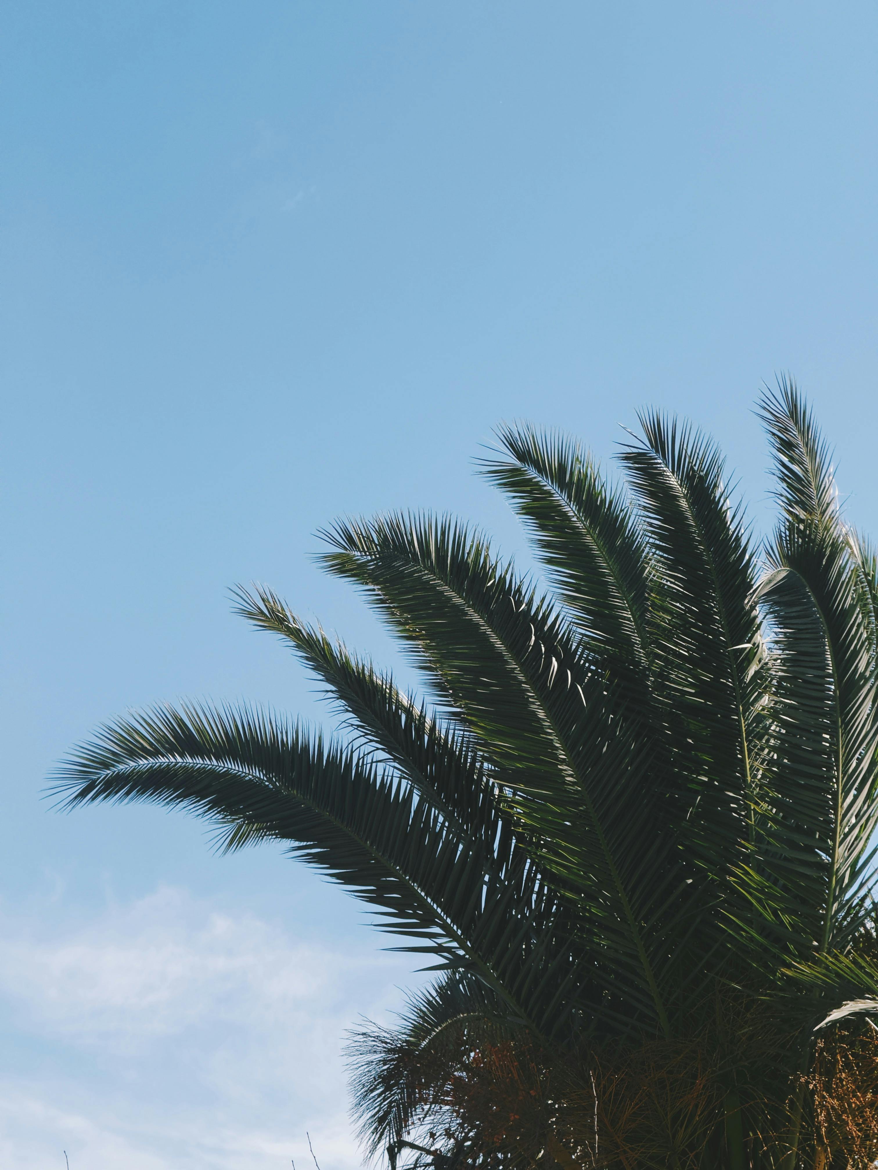 Gratis Las verdes hojas de una palmera recortadas contra un cielo azul claro evocan una atmósfera tropical. Foto de stock