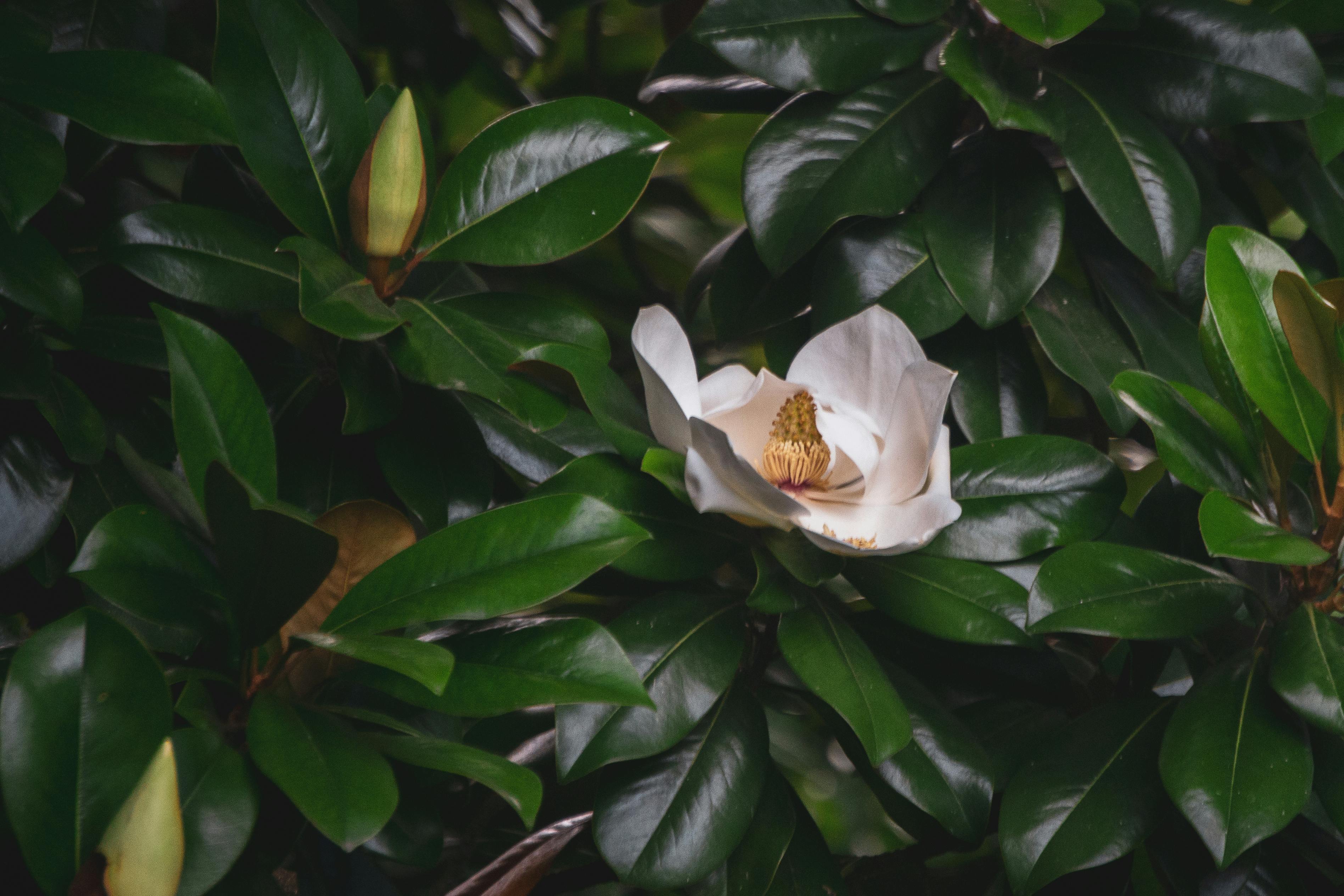 Magnolia’s AAA Hobbies To Close 2026 (Second Half). Iconic Hobby- Craft Emporium — Photo by Ramir García Shkil on Pexels