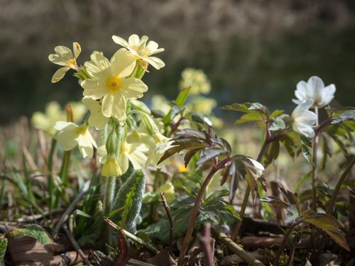 Free Vibrant close-up of yellow primroses blossoming in a natural spring setting. Stock Photo