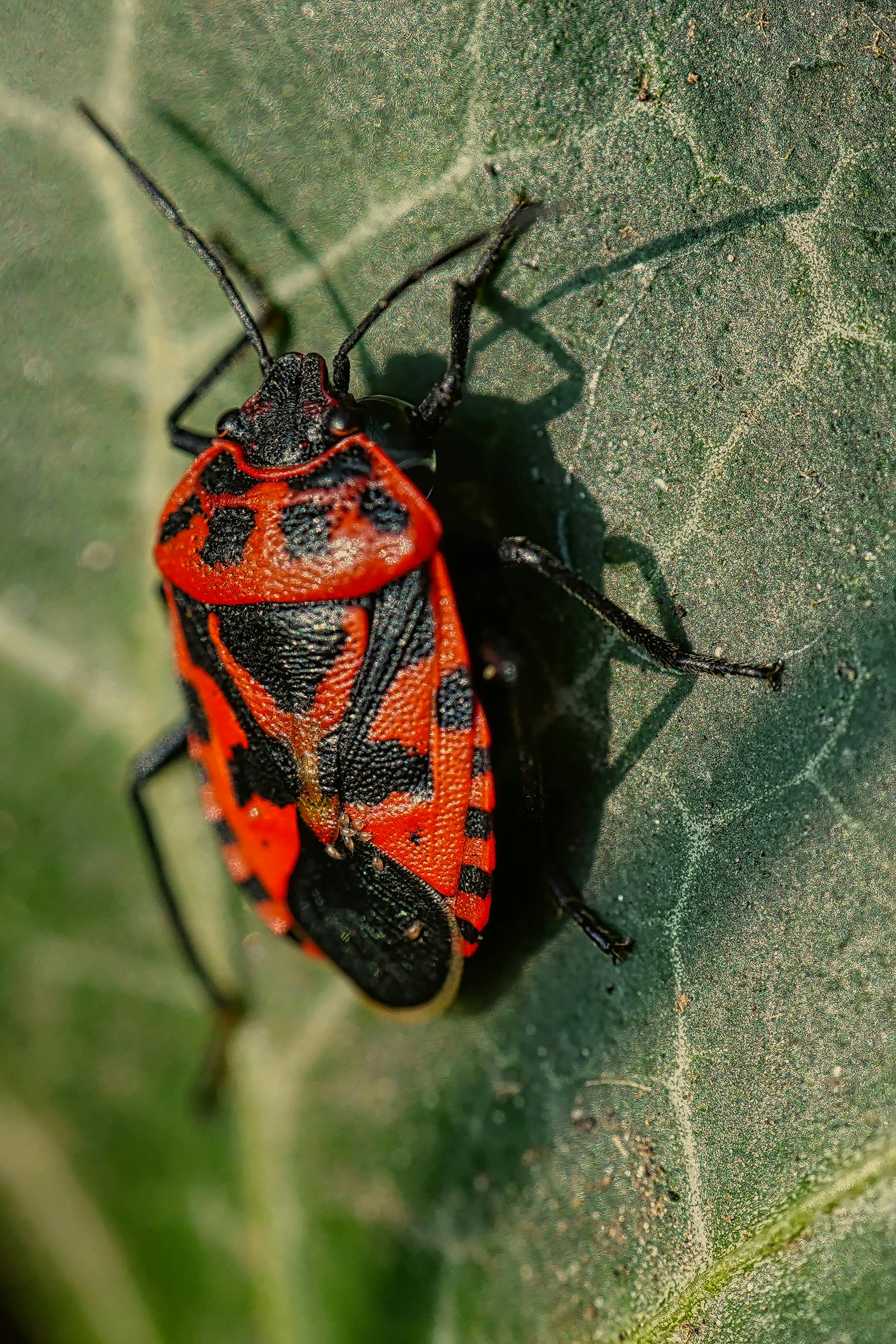 Detailed macro shot of a vibrant red and black insect resting on a textured green leaf.